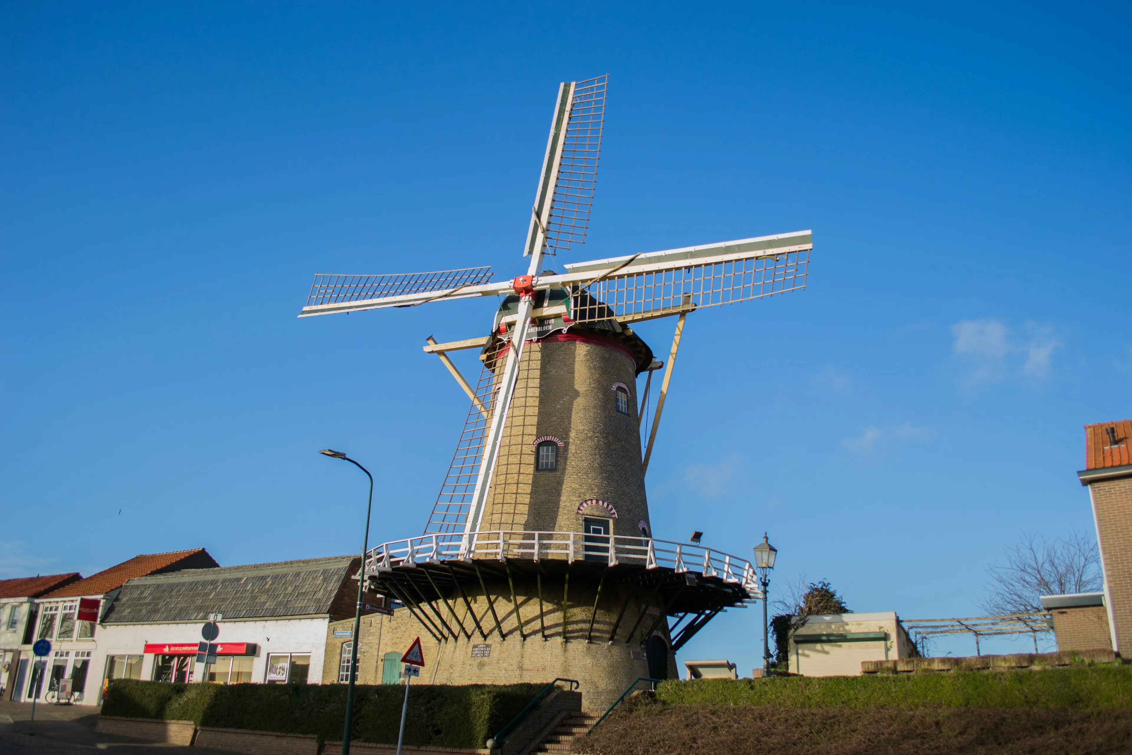 korenbloem 2