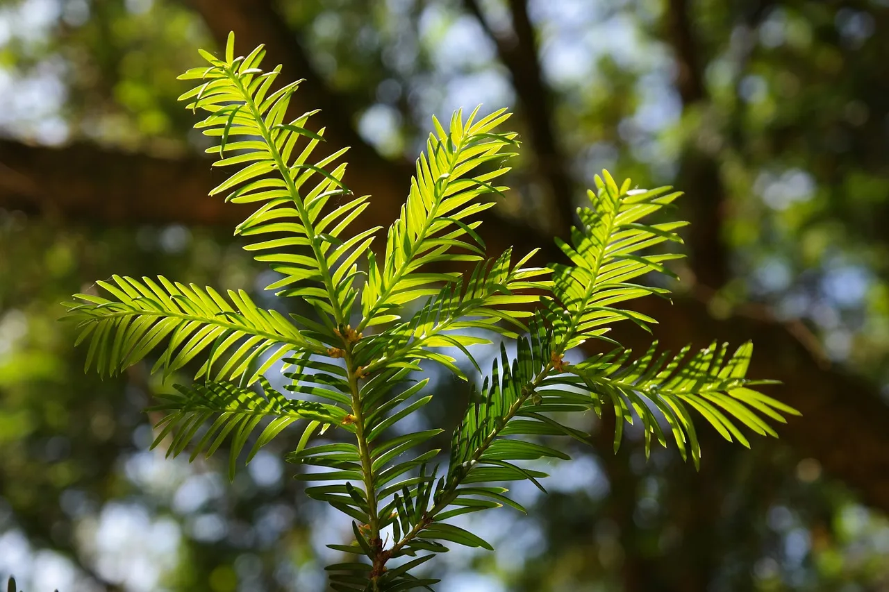 needles 141616 1280