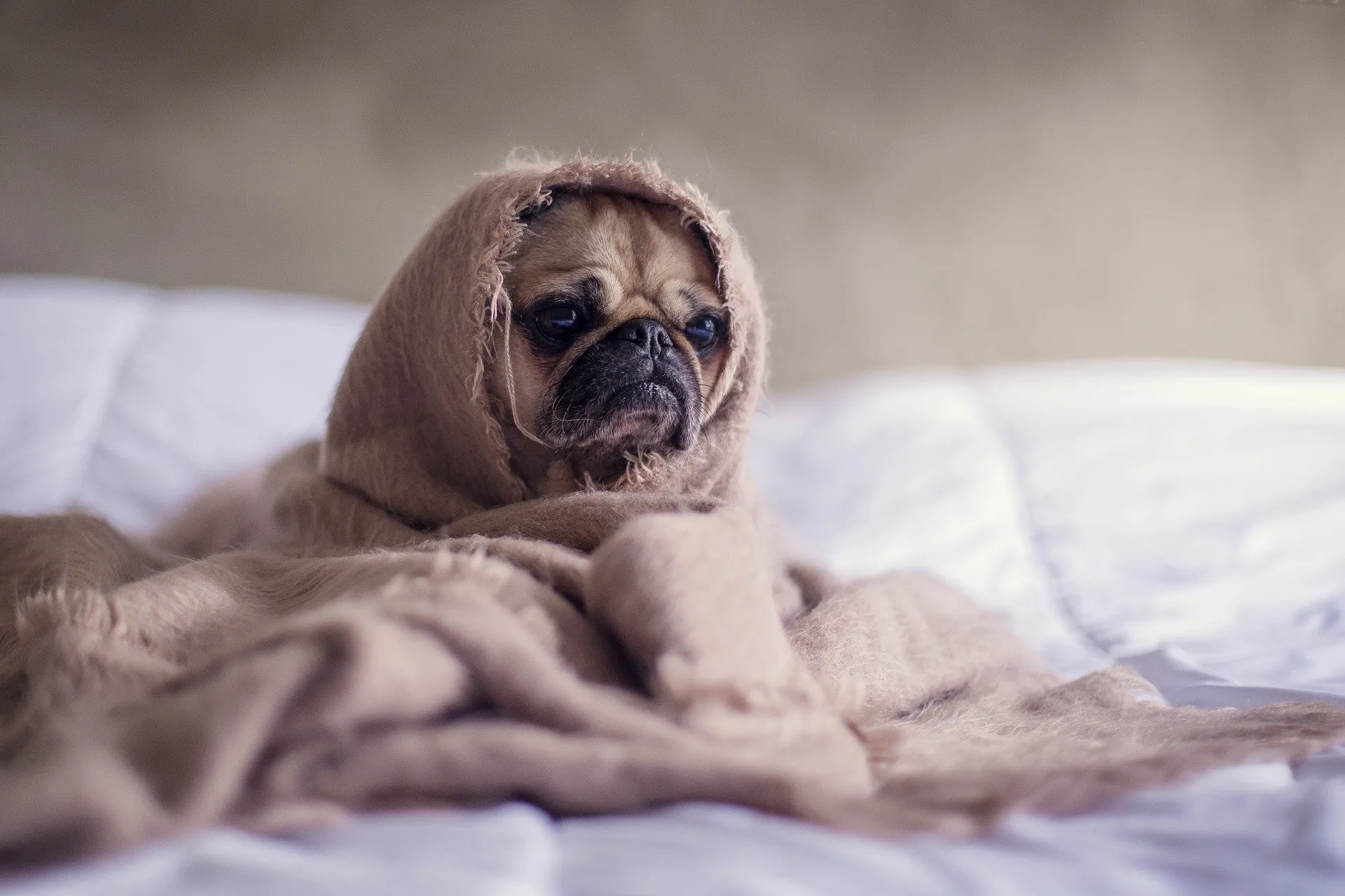 pug 1210025 1920