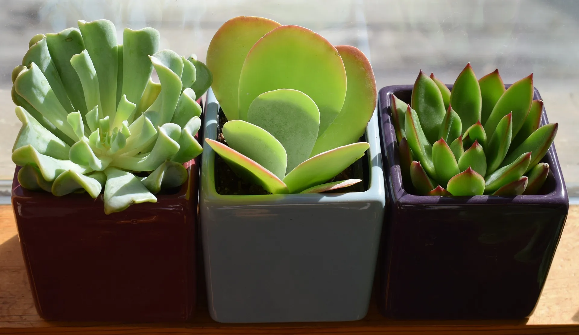 succulent trio 2026503 1920