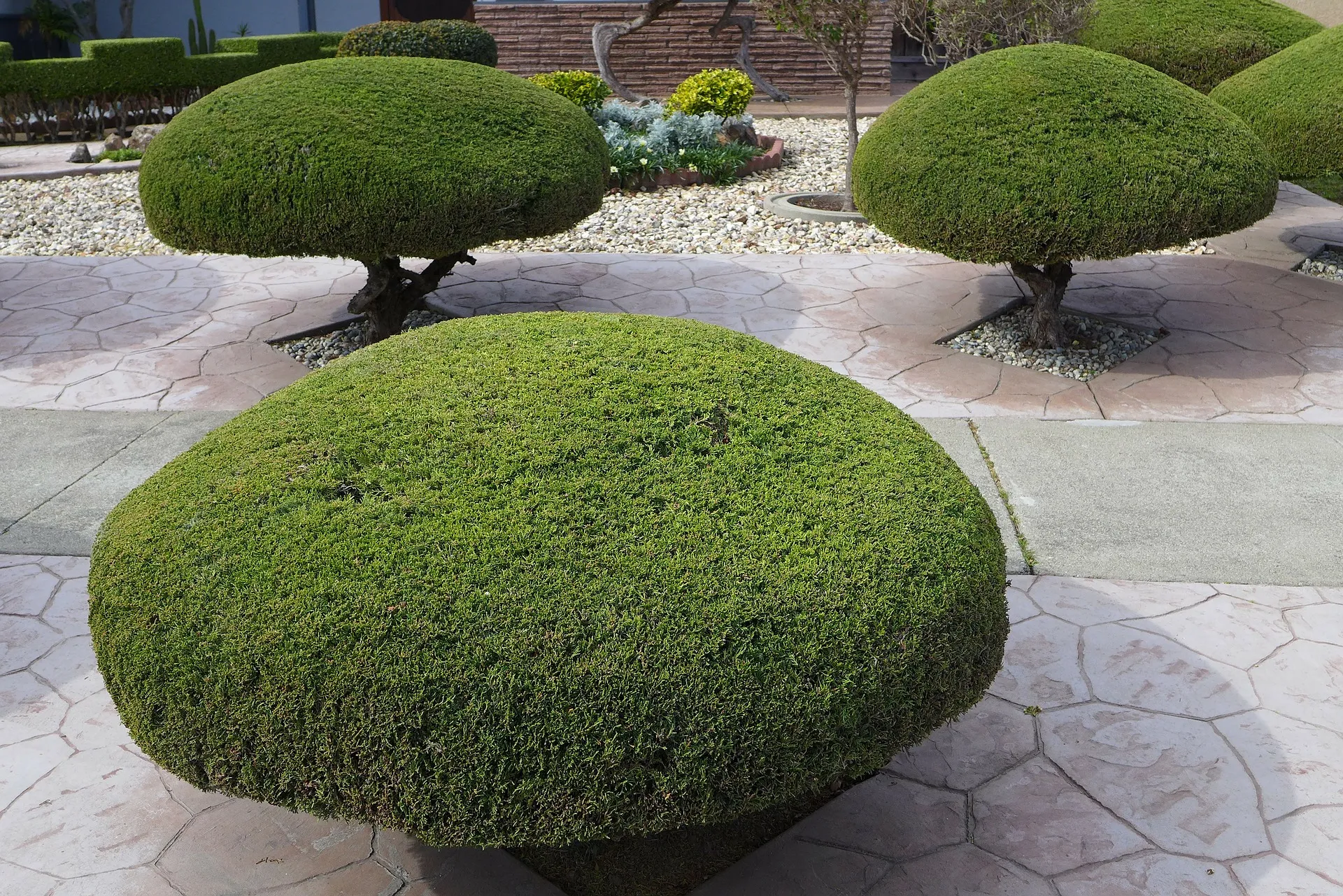 trees 92222 1920