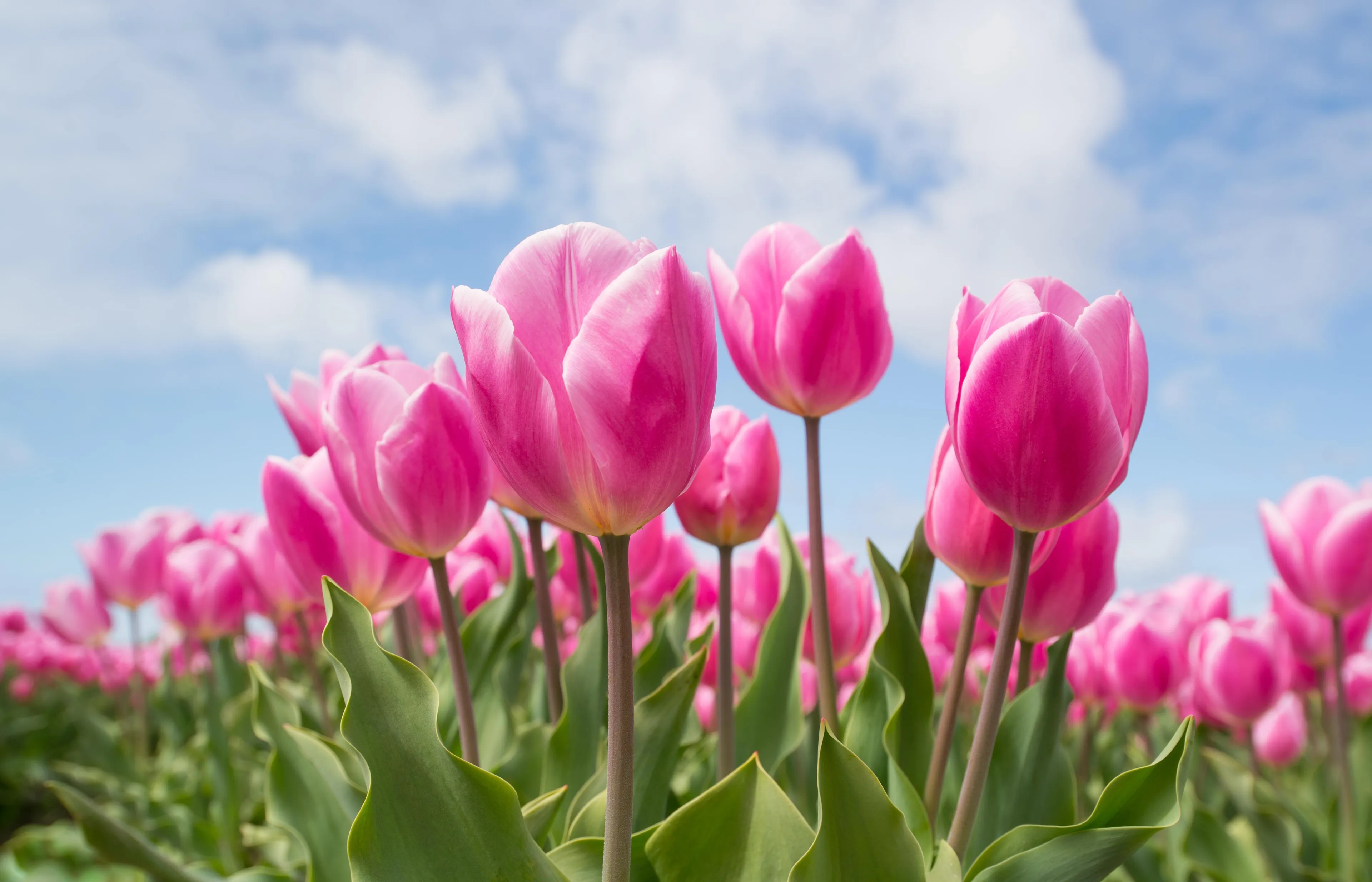 tulips 2254970
