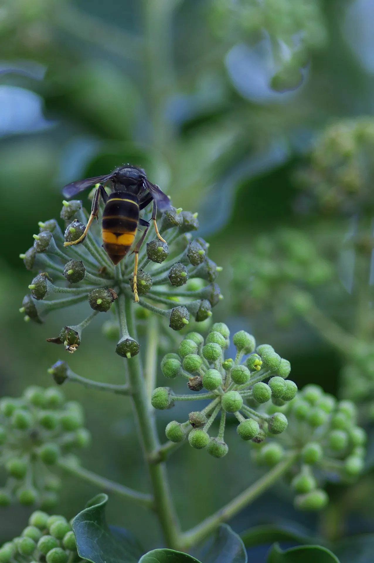 asian hornet g0a8b4429e 1920