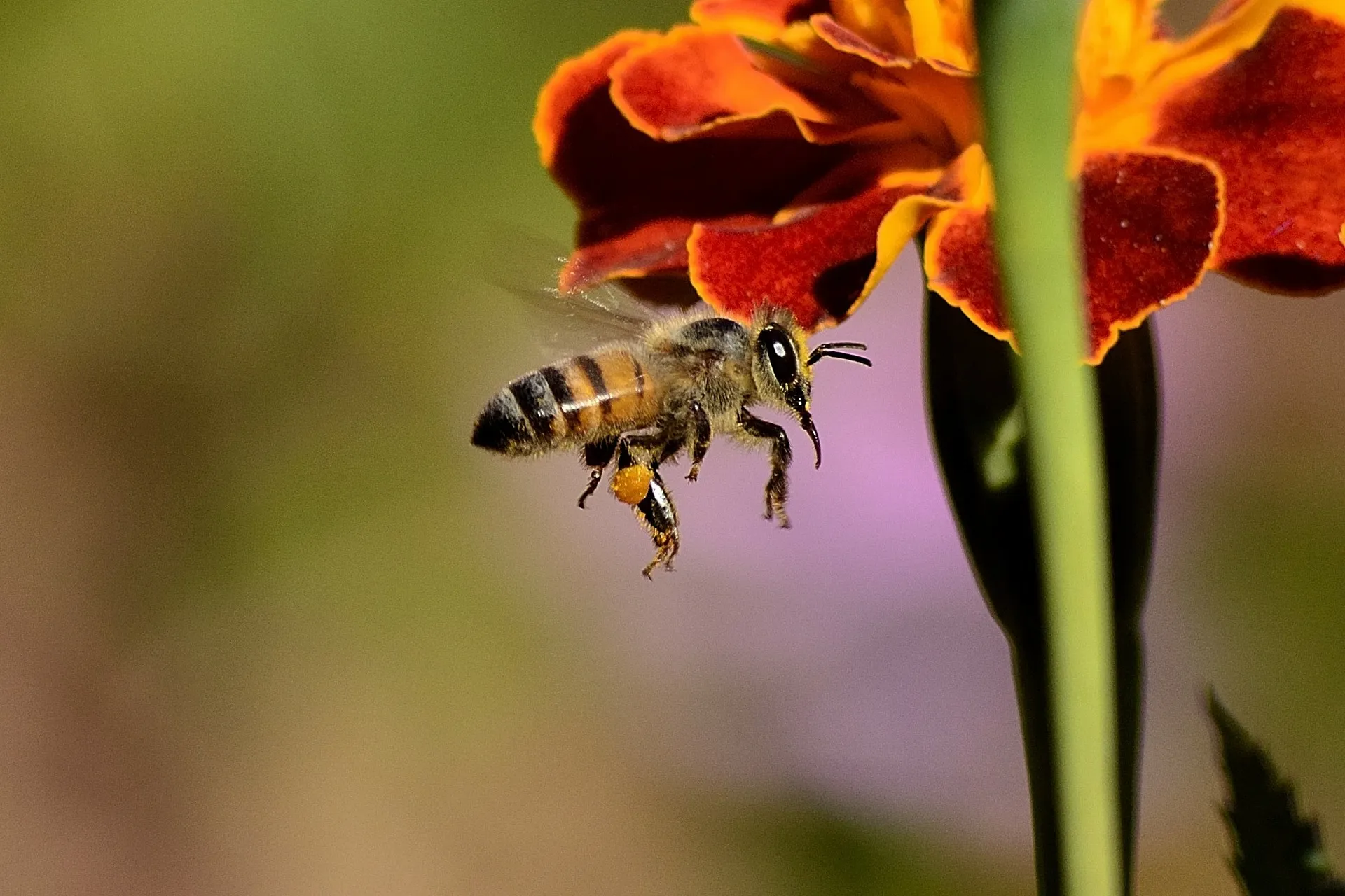bee 259983 1920