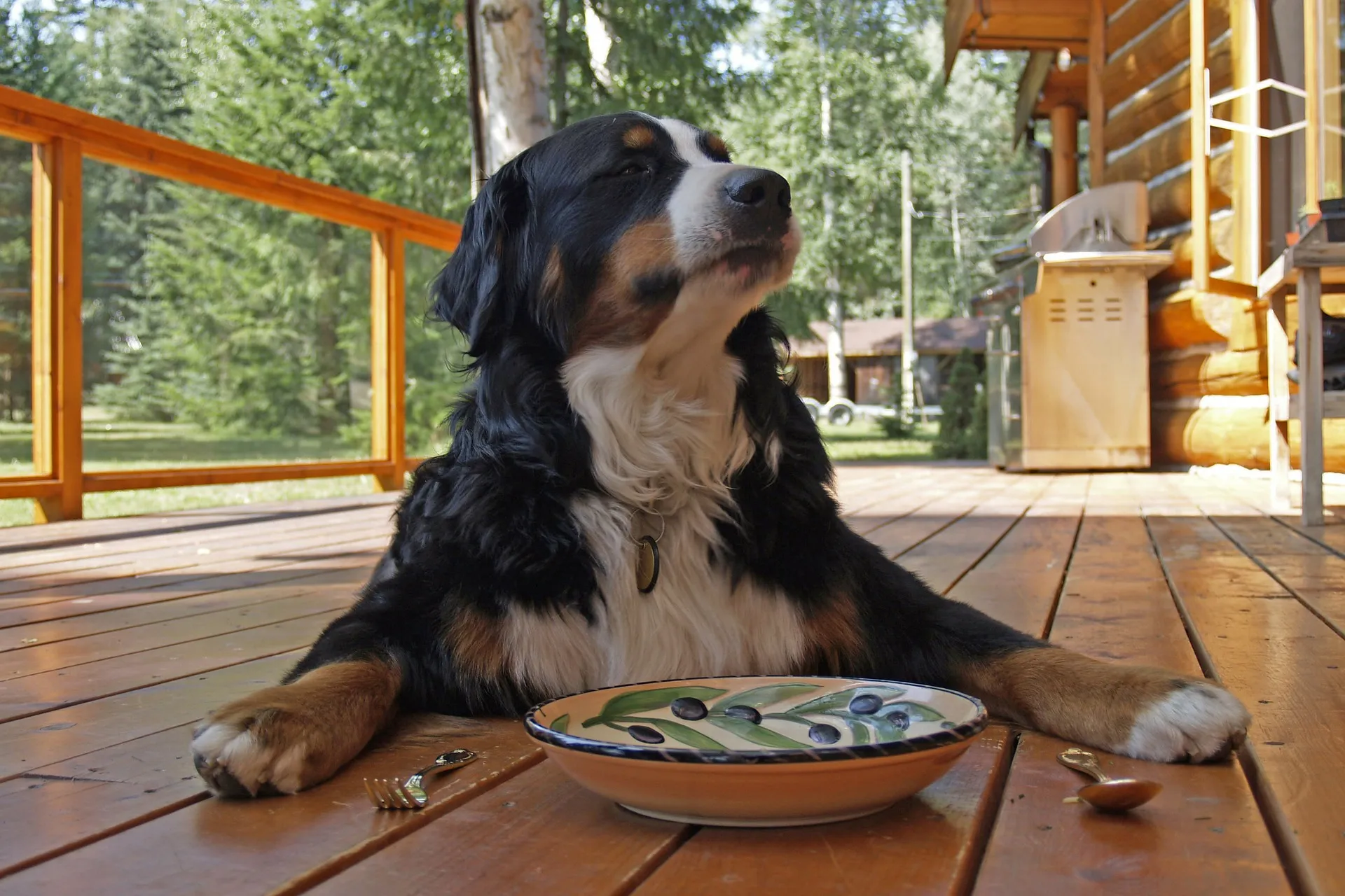 bernese mountain dog 208092 1920