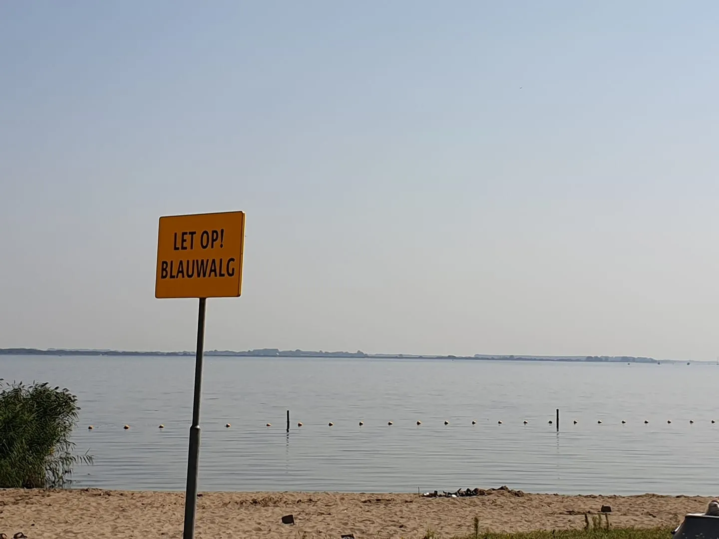 blauwalg middelharis