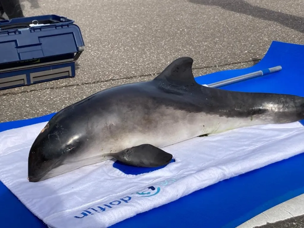 bruinvis dolfijn ouddorp strand
