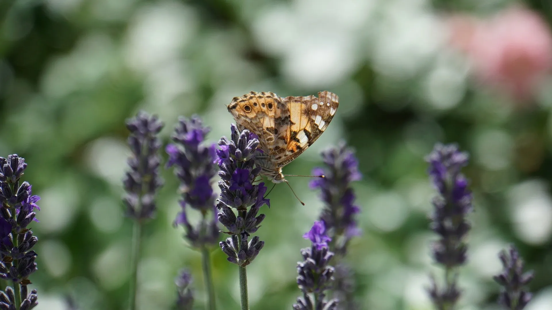 butterfly 4289760 1920