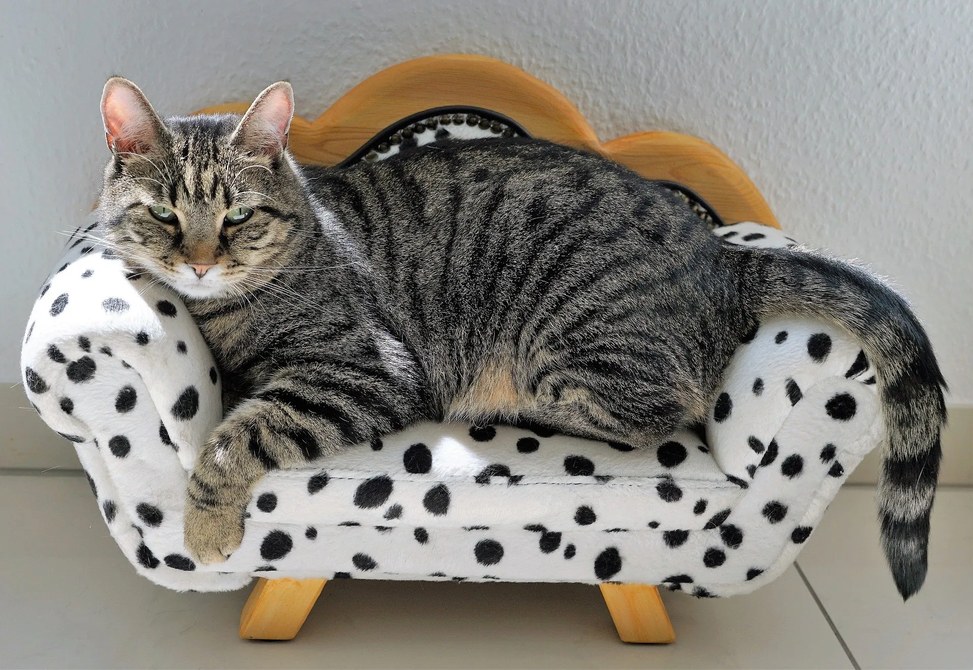 cat 2525277 1920