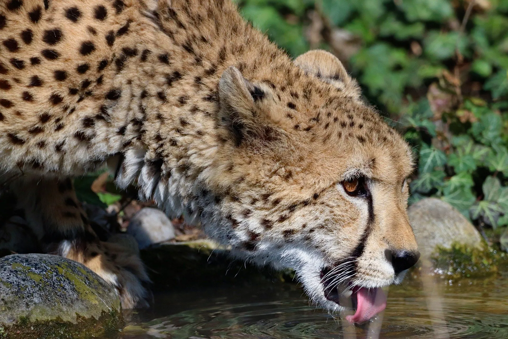 cheetah 4121719 1920