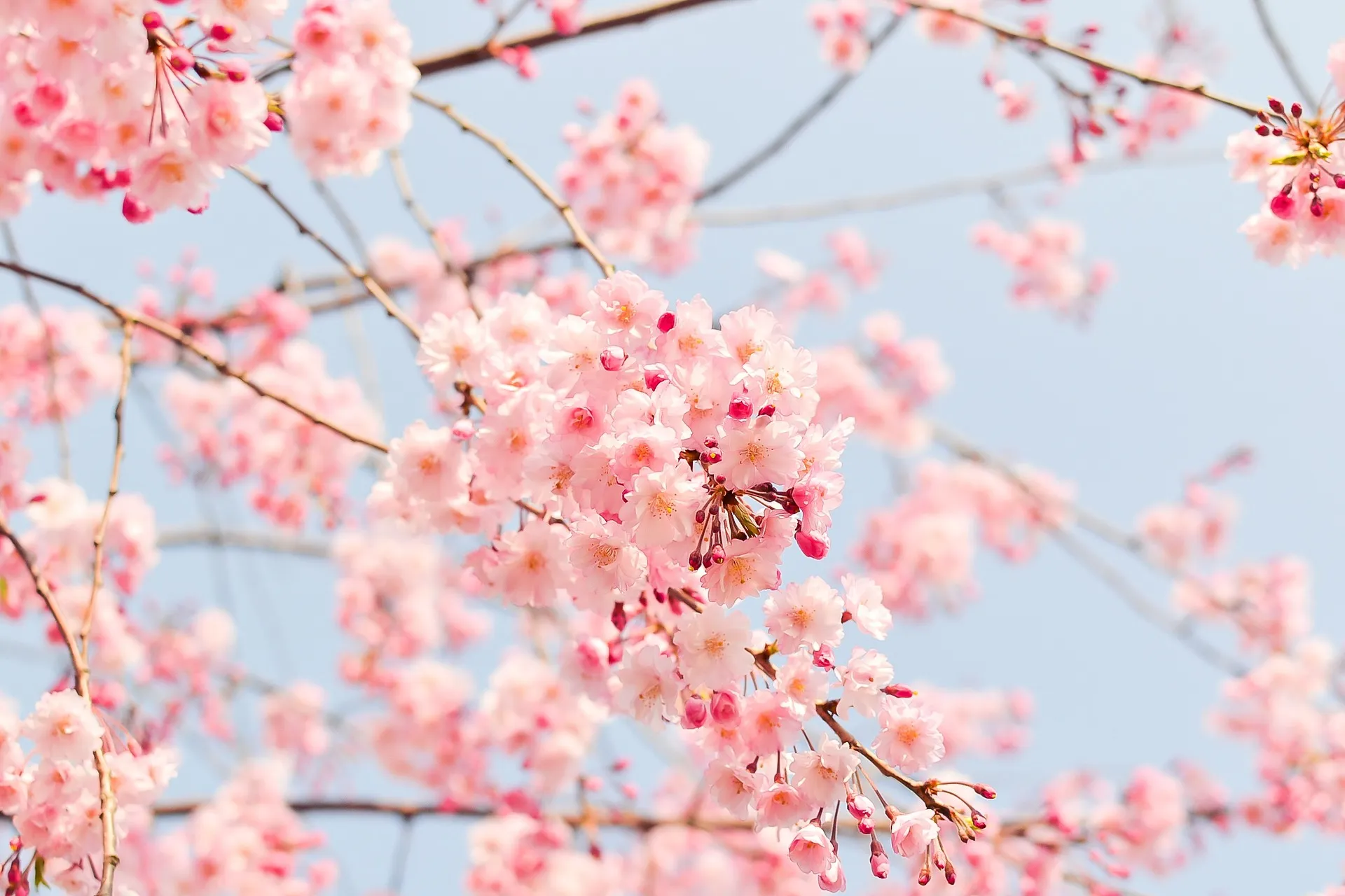 cherry blossom tree gcbd758d20 1920