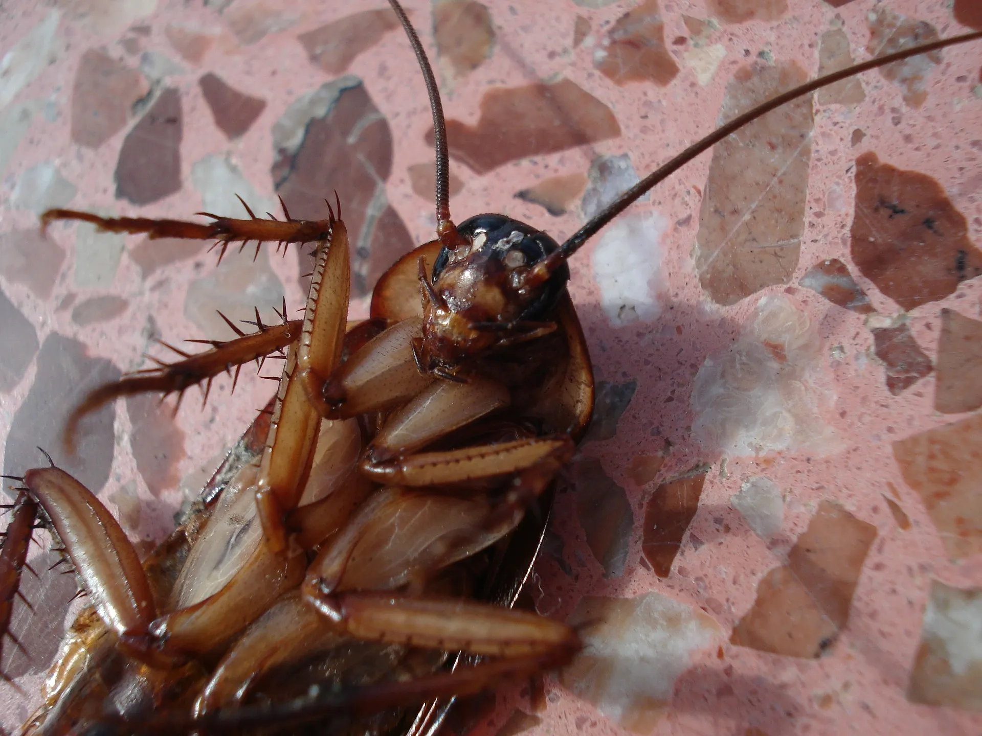 cockroach gd0db3e18a 1920
