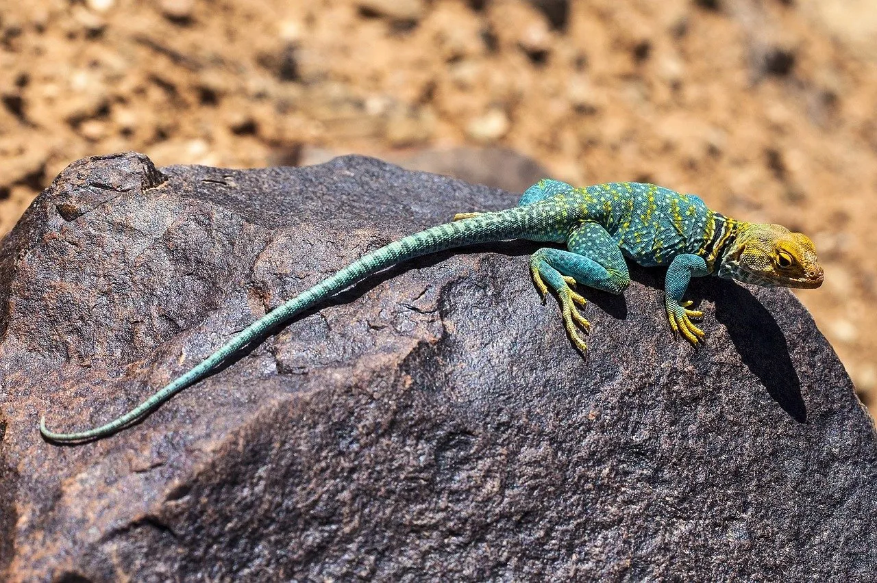 collared lizard 2275804 1280