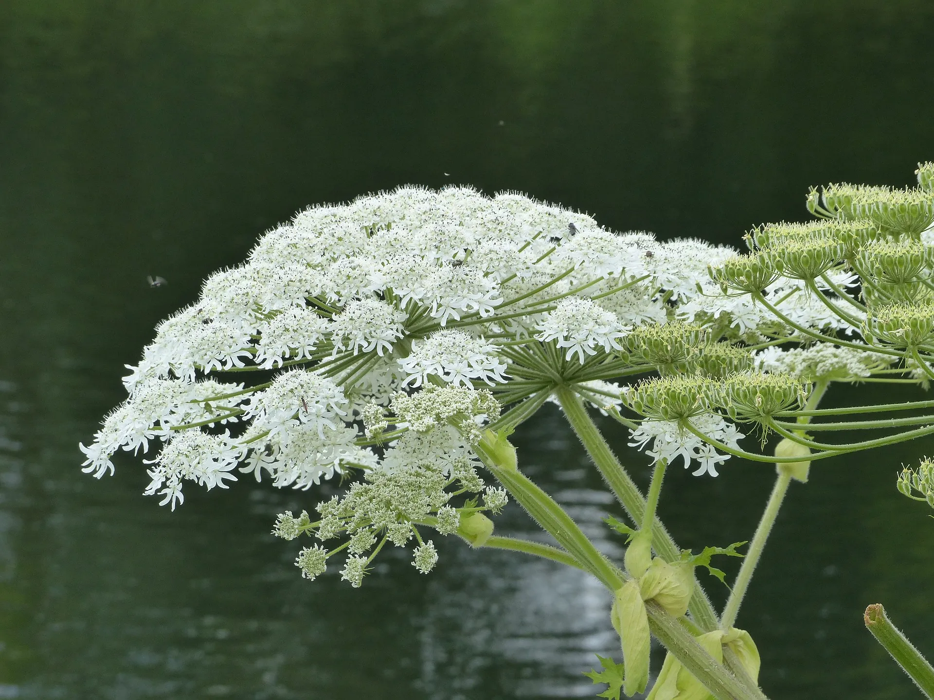 common hogweed 703495 1920