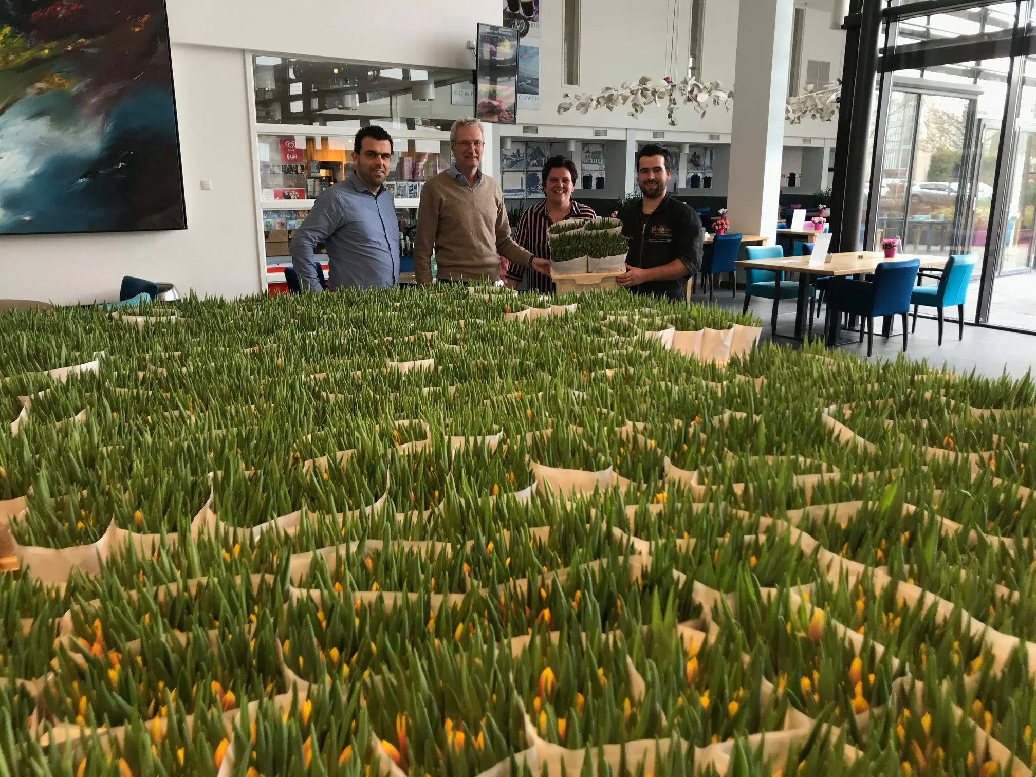 curamare tulpen