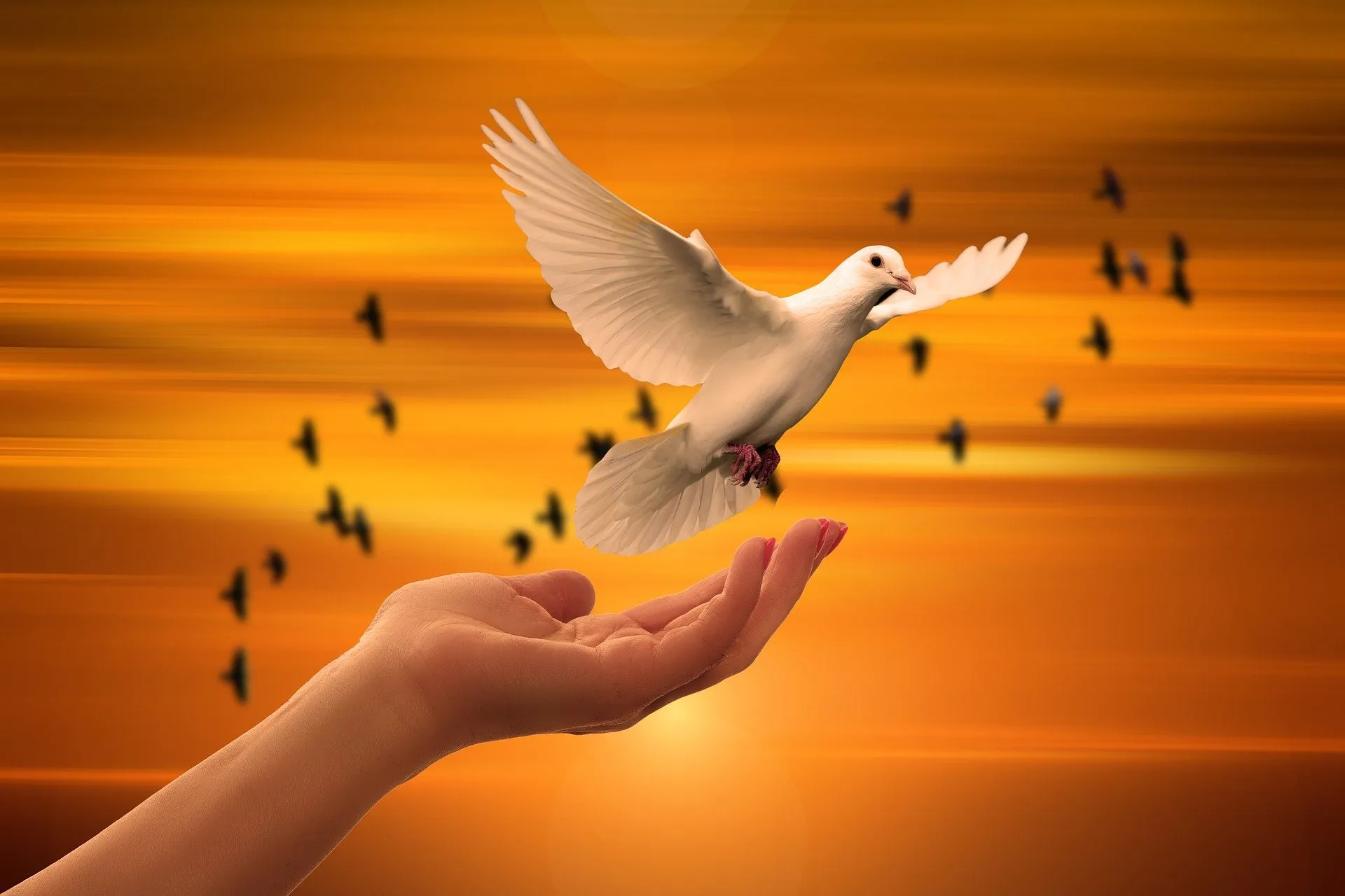 dove 3426159 1920