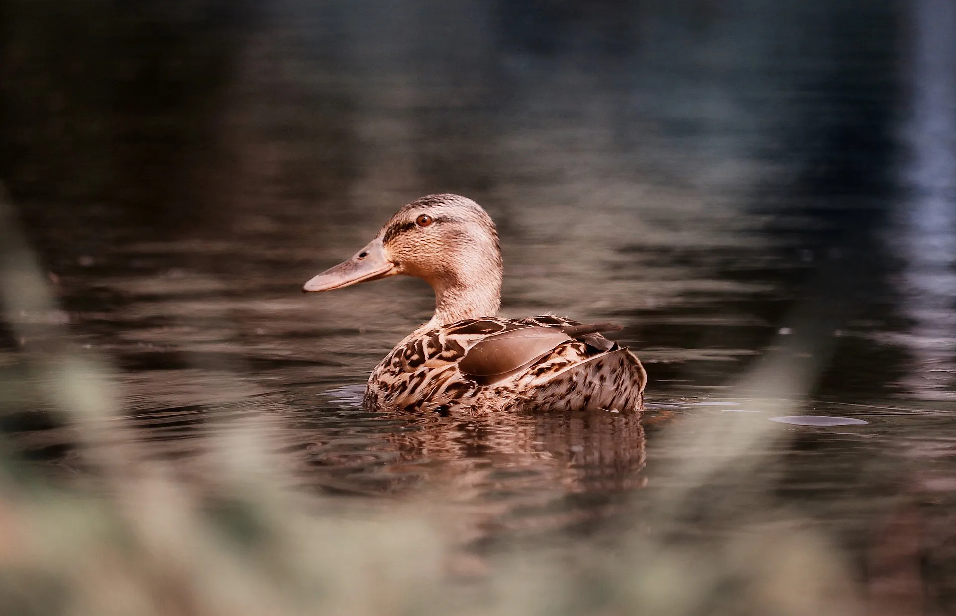 duck 5159745 1920