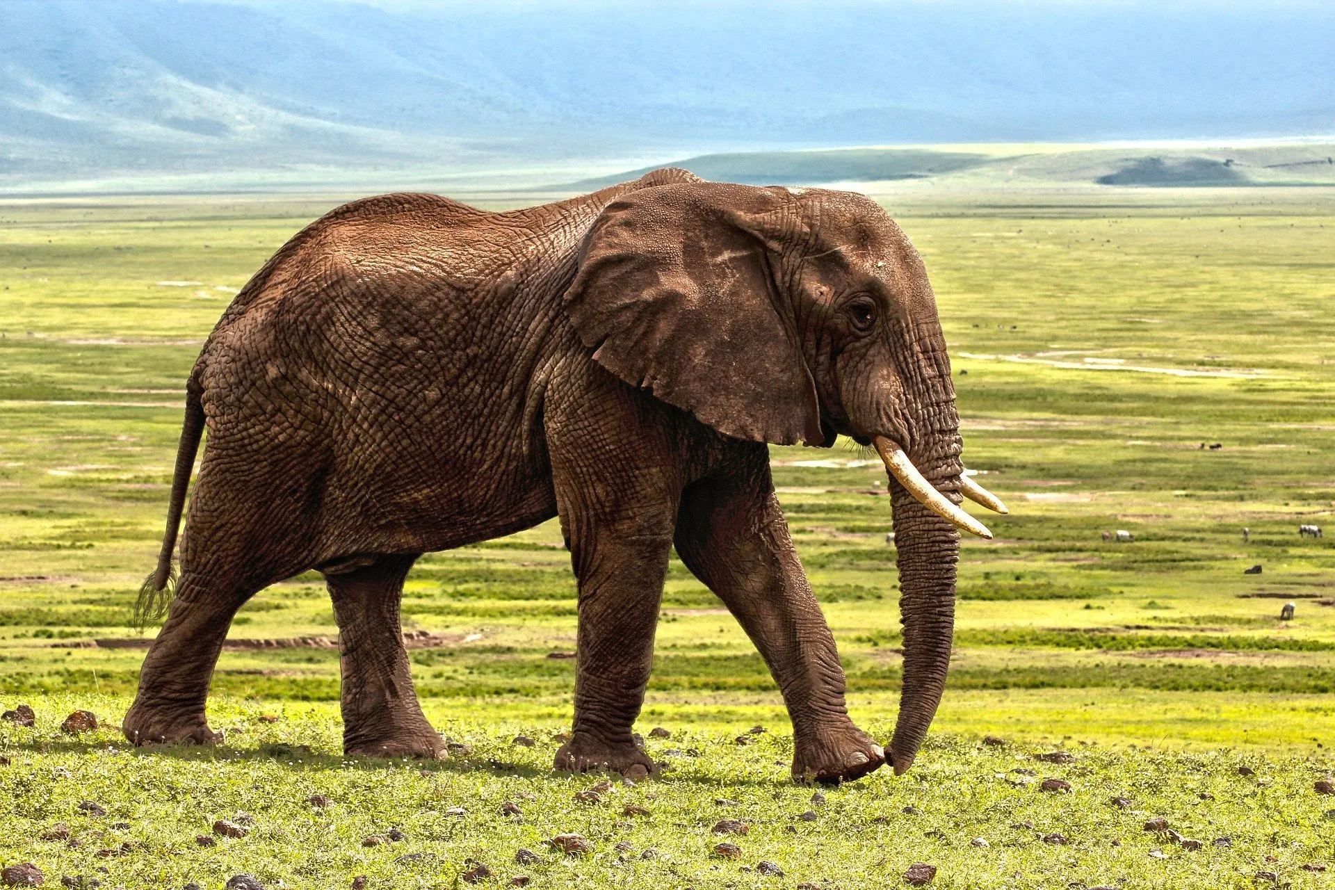 elephant 1421167 1920