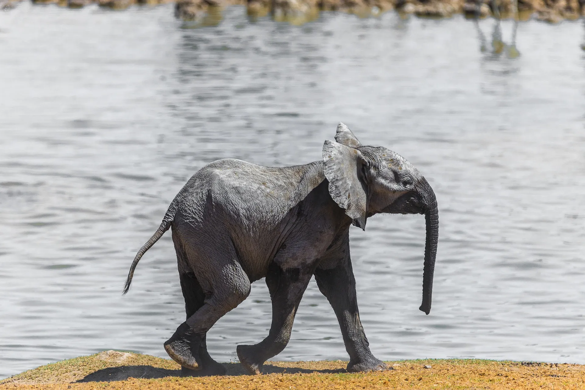 elephant 5015980 1920