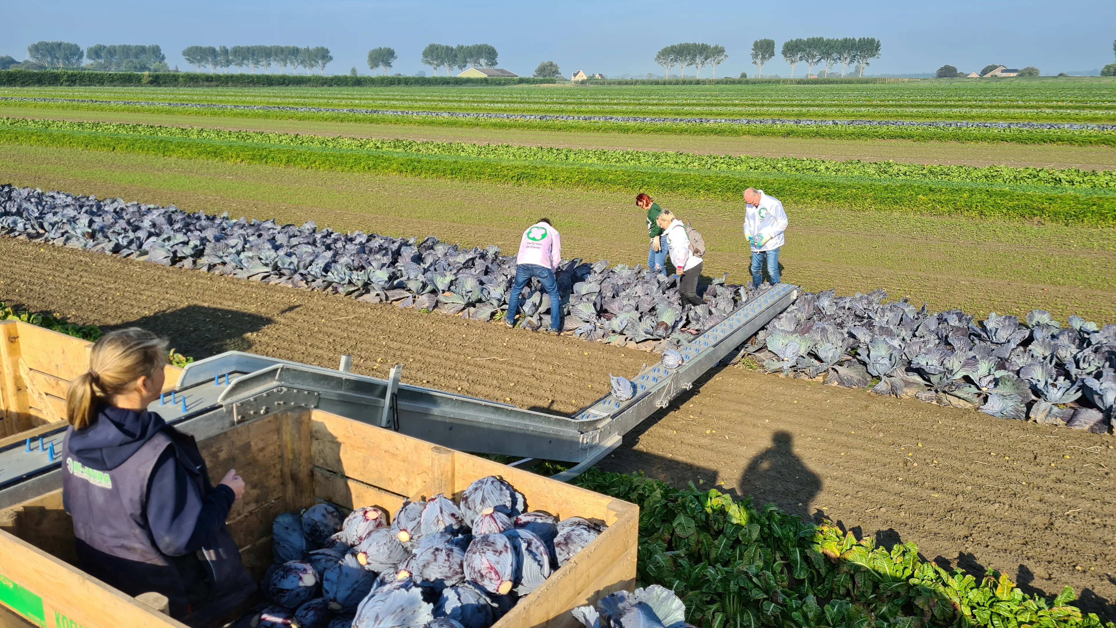 foto boer6