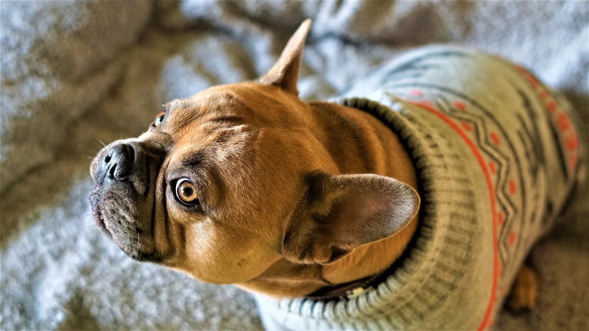 french bulldog 4652434 1920