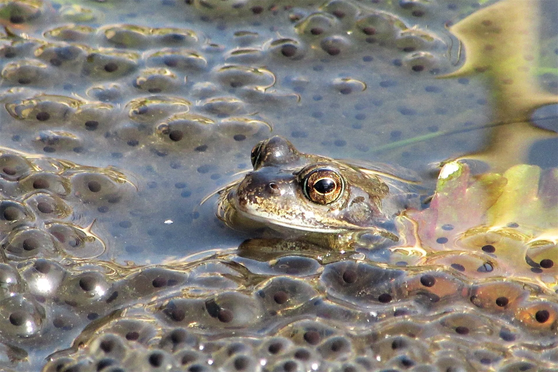 frog g6a7232272 1920