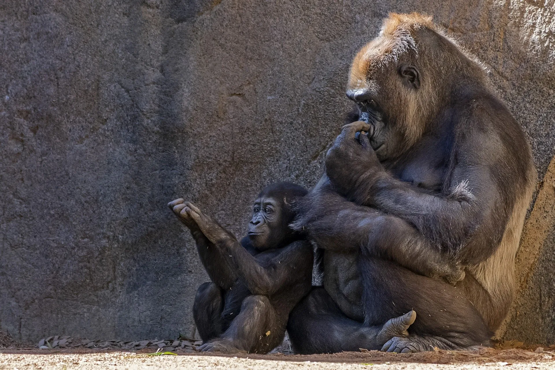 gorilla 3489893 1920