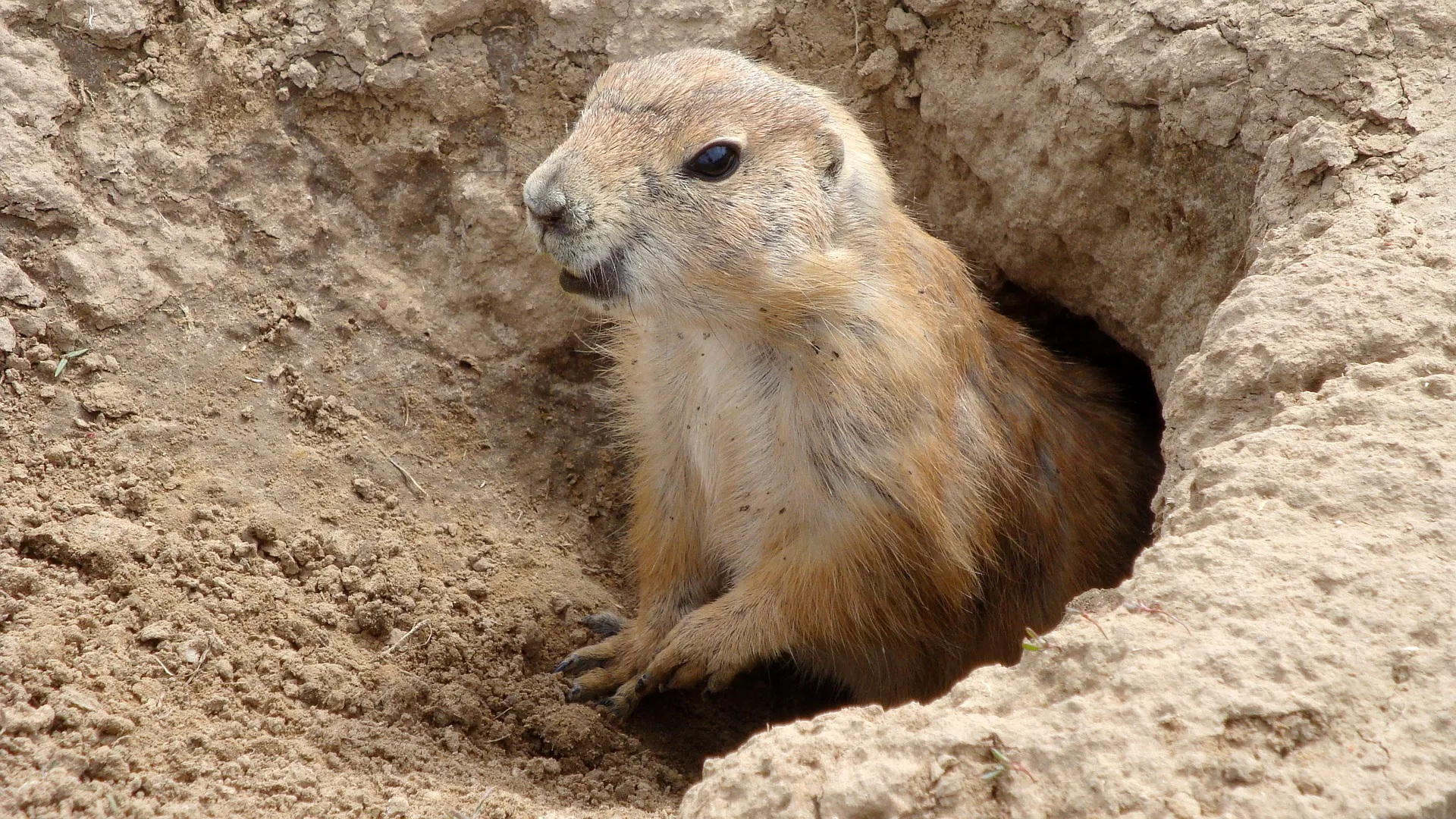 groundhog g06370a0df 1920