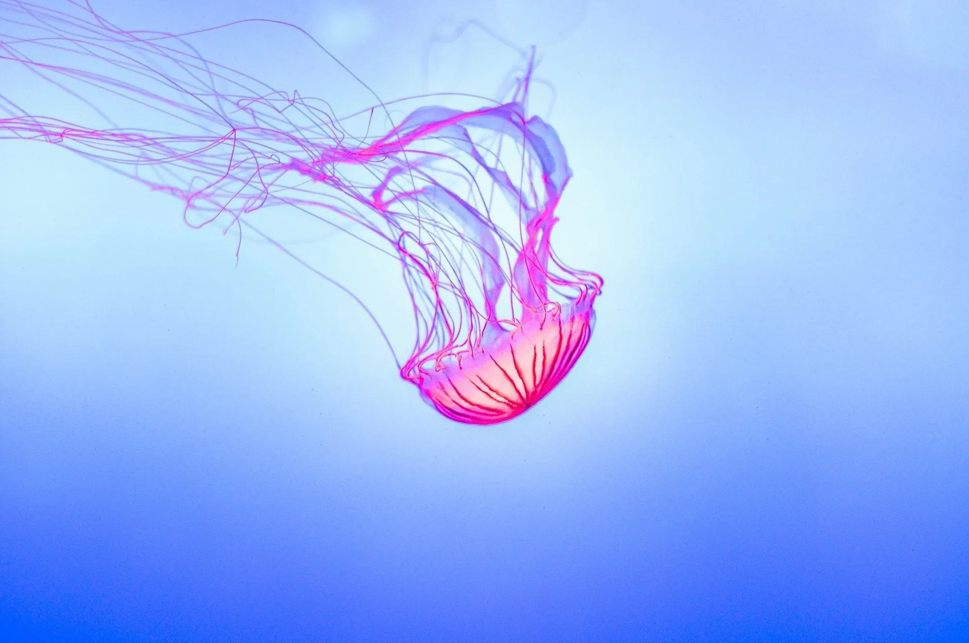 jelly fish 1288736 1920