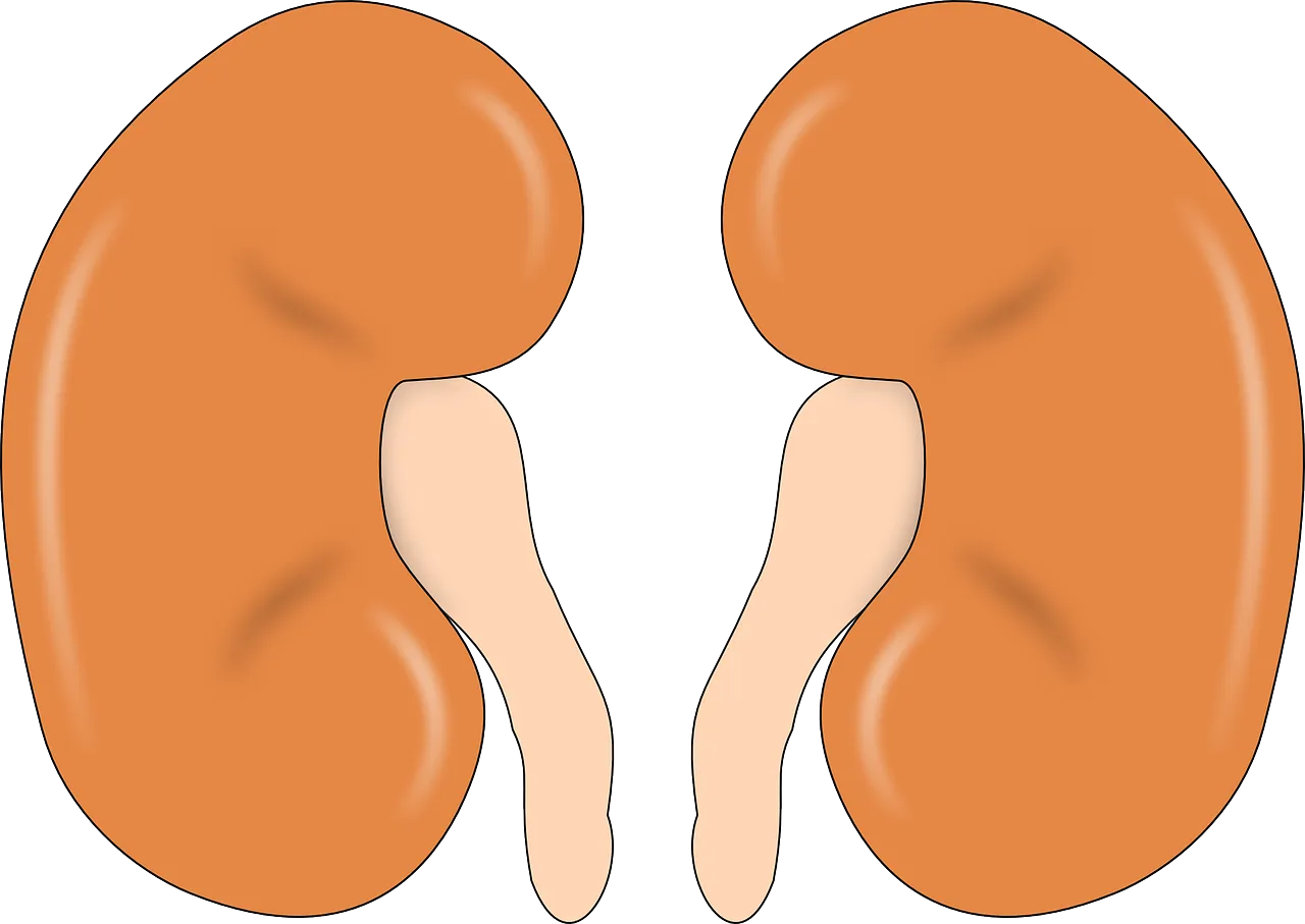 kidney 147499 1280