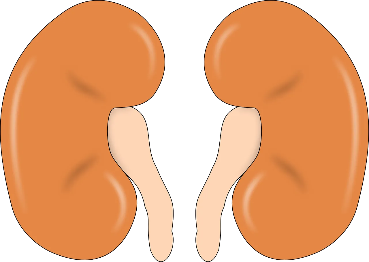 kidney 147499 1280