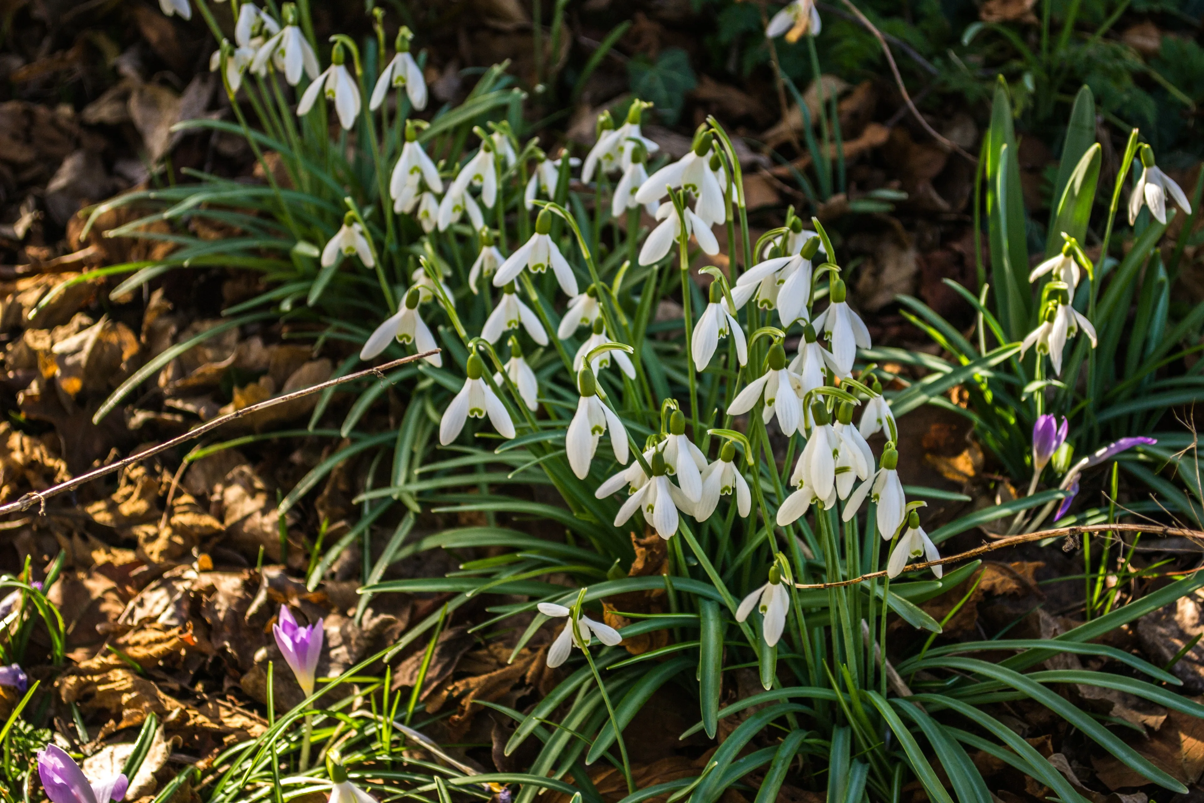 lente