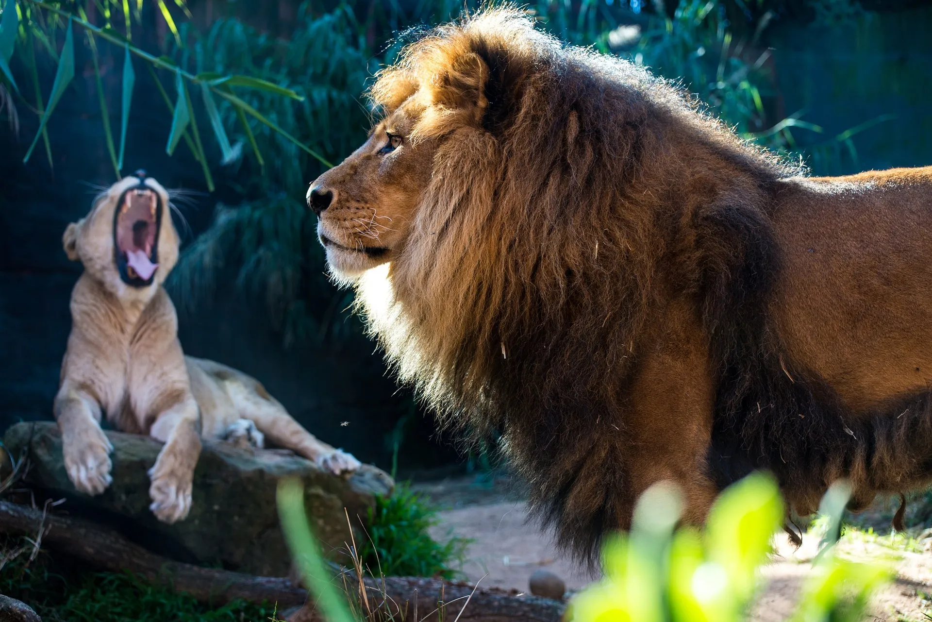 lion 3332729 1920