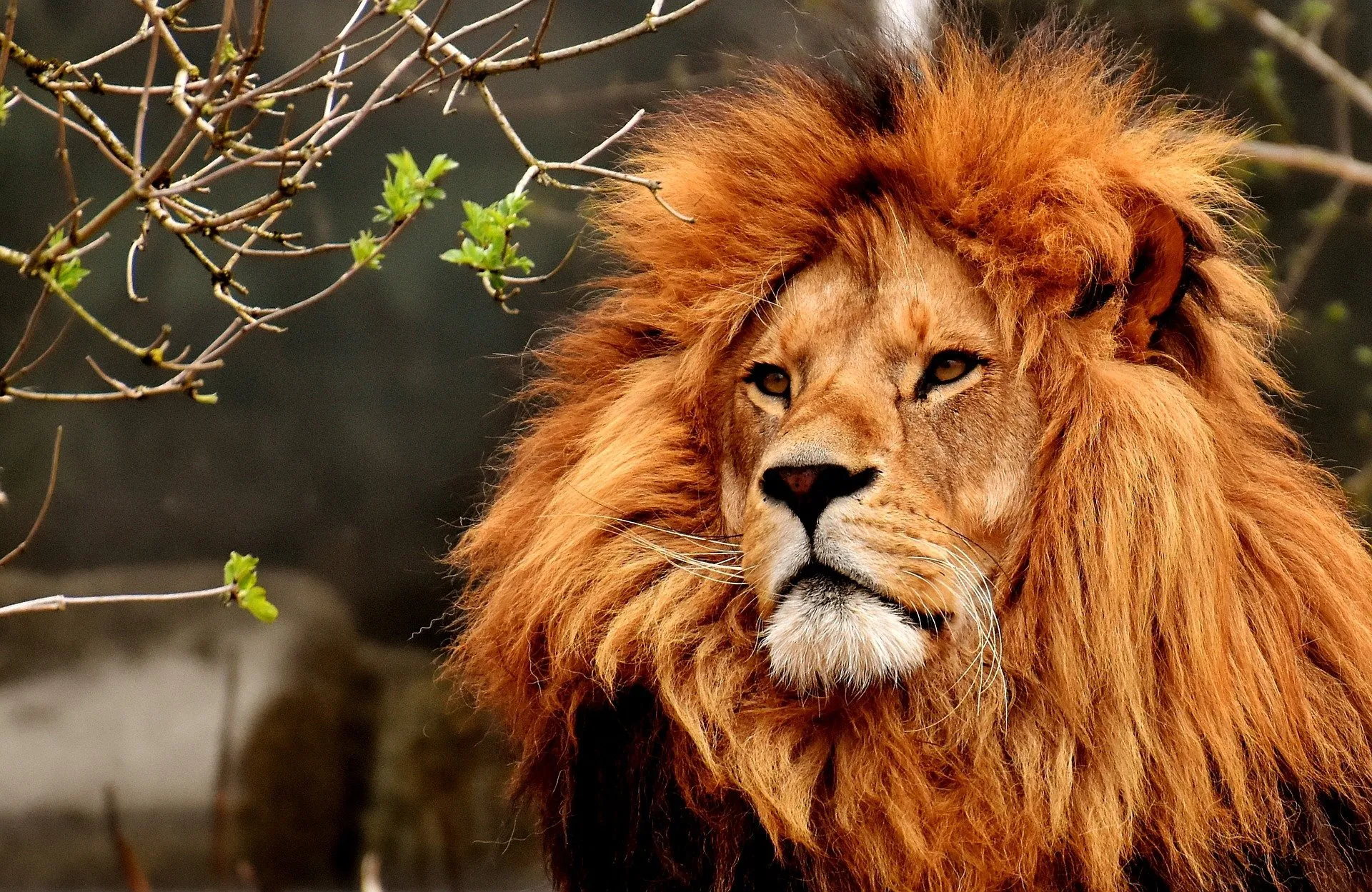 lion 3372720 1920
