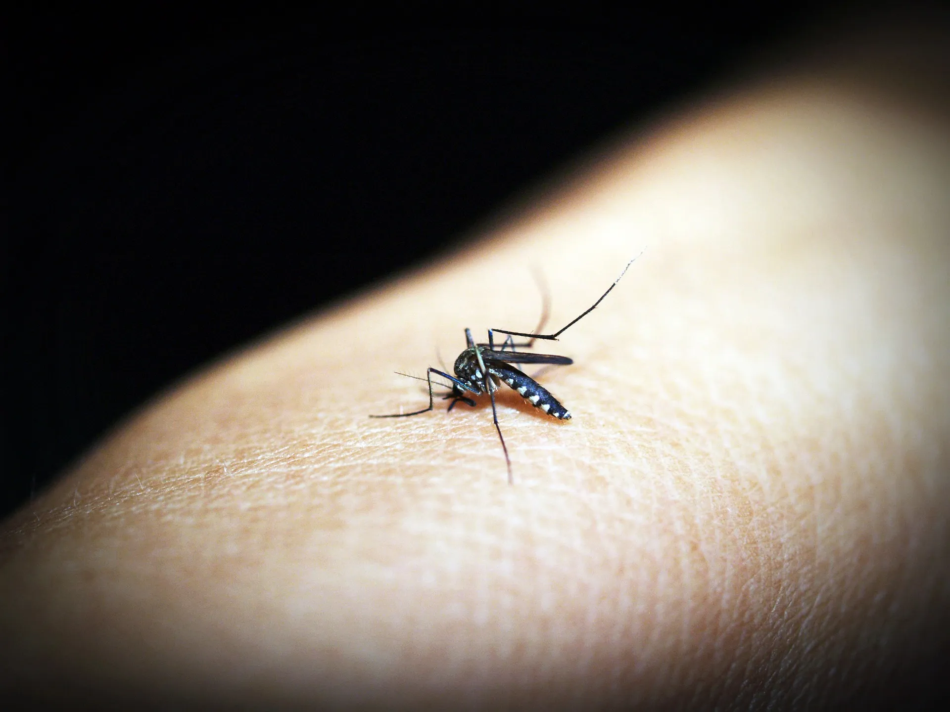 mosquito 1548946 1920