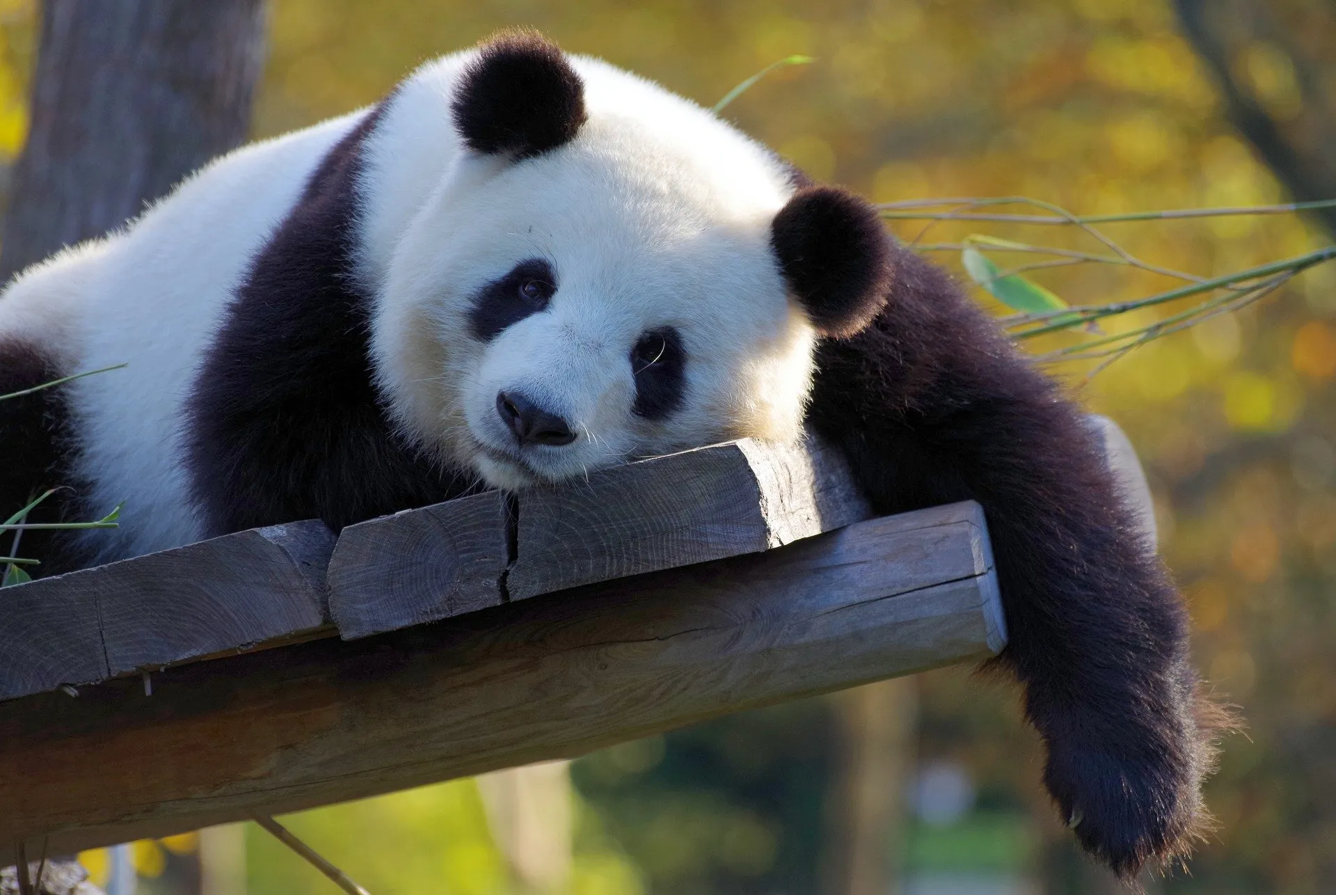 panda 3857754 1920