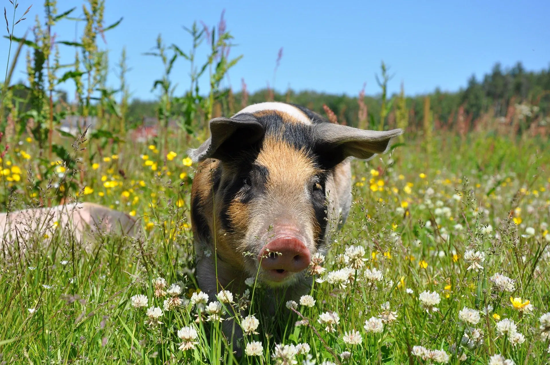 pig 662008 1920