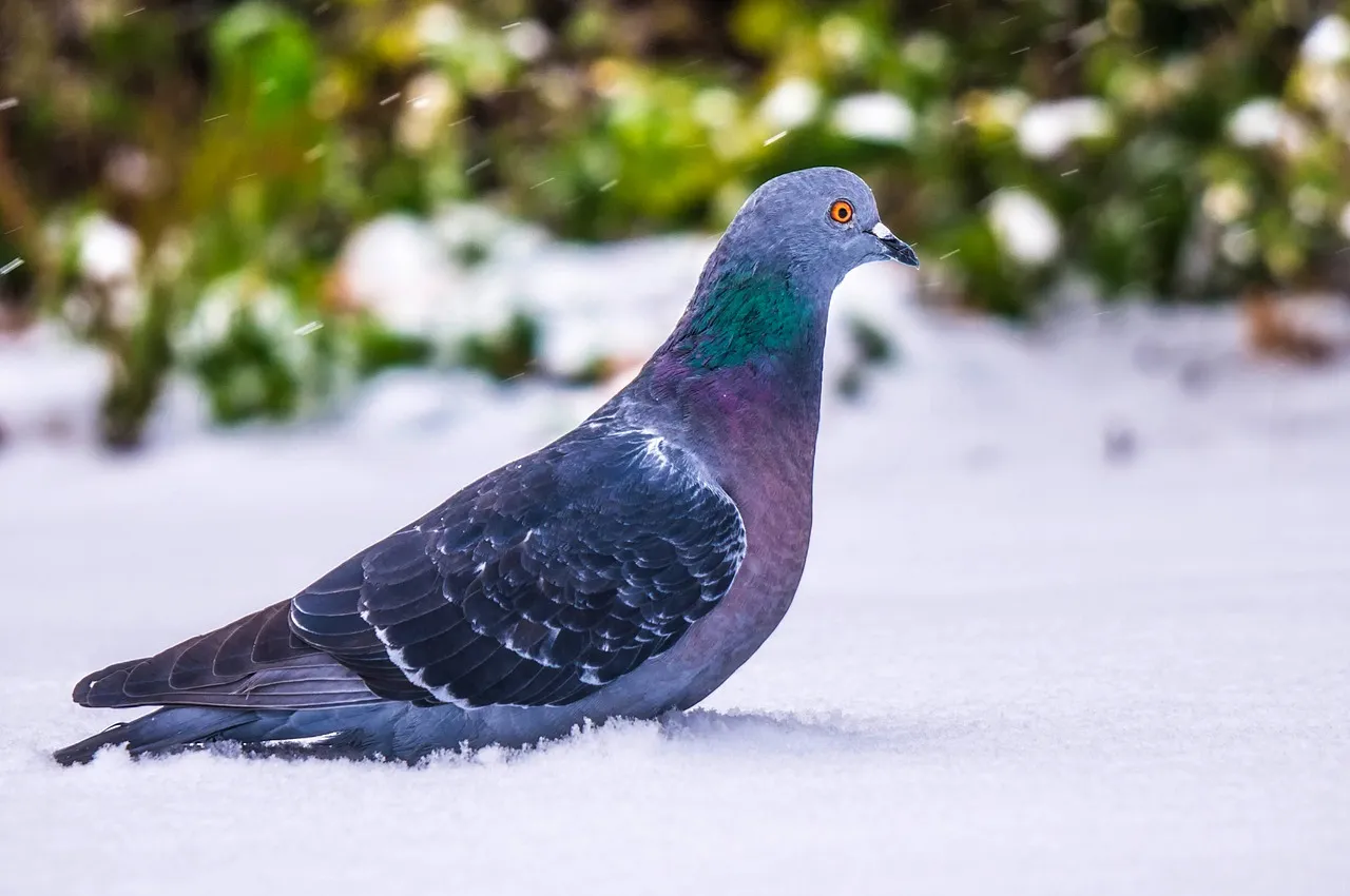 pigeon 1968195 1280