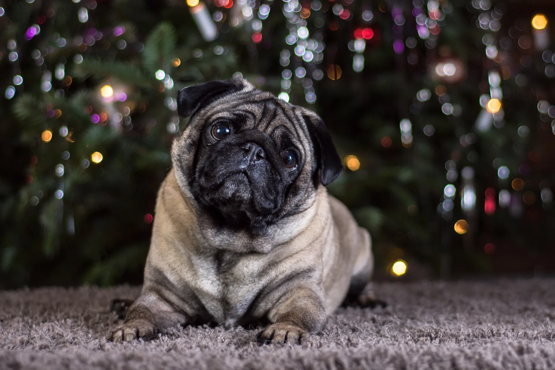 pug g06c4767be 1920