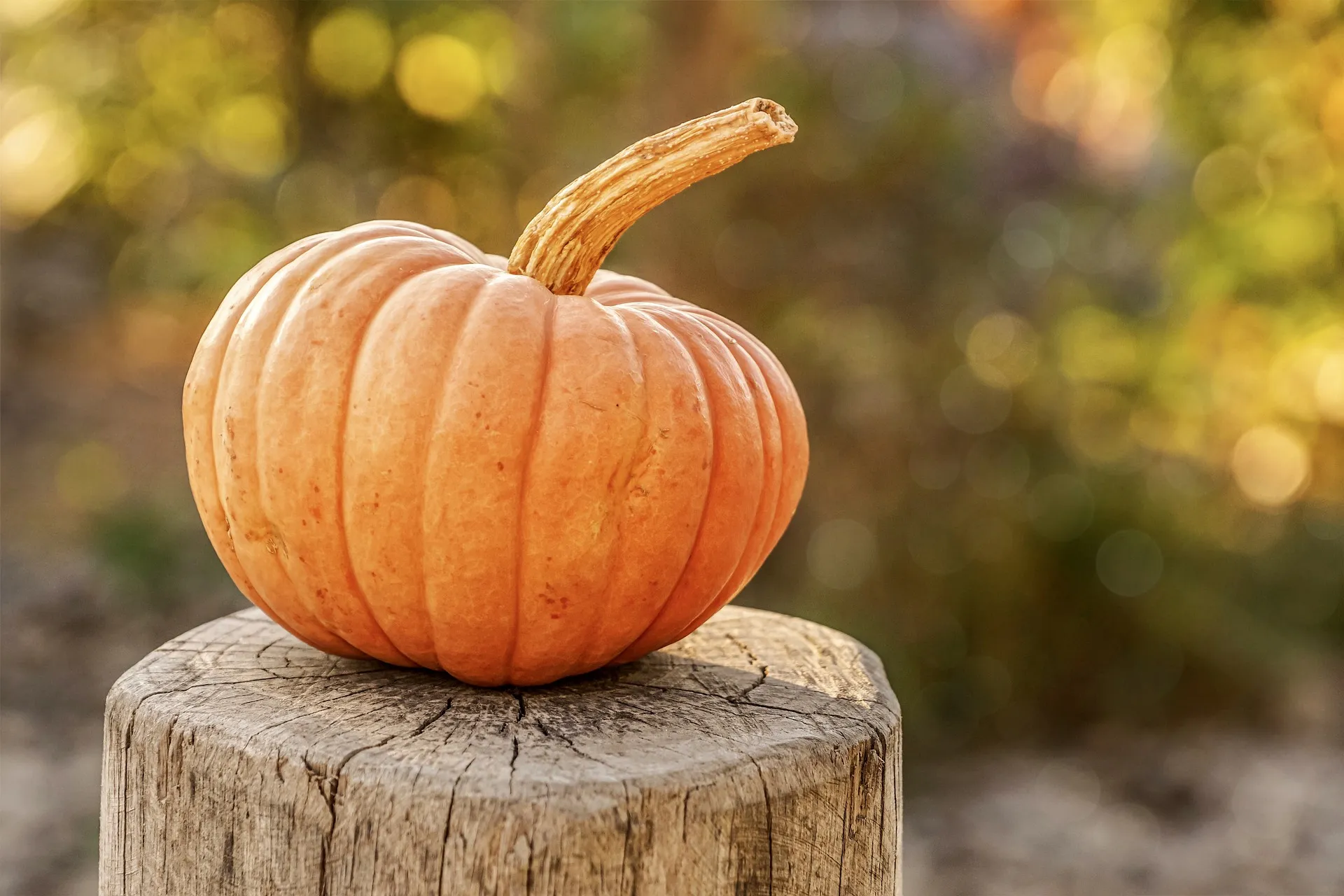 pumpkin 4454745 1920