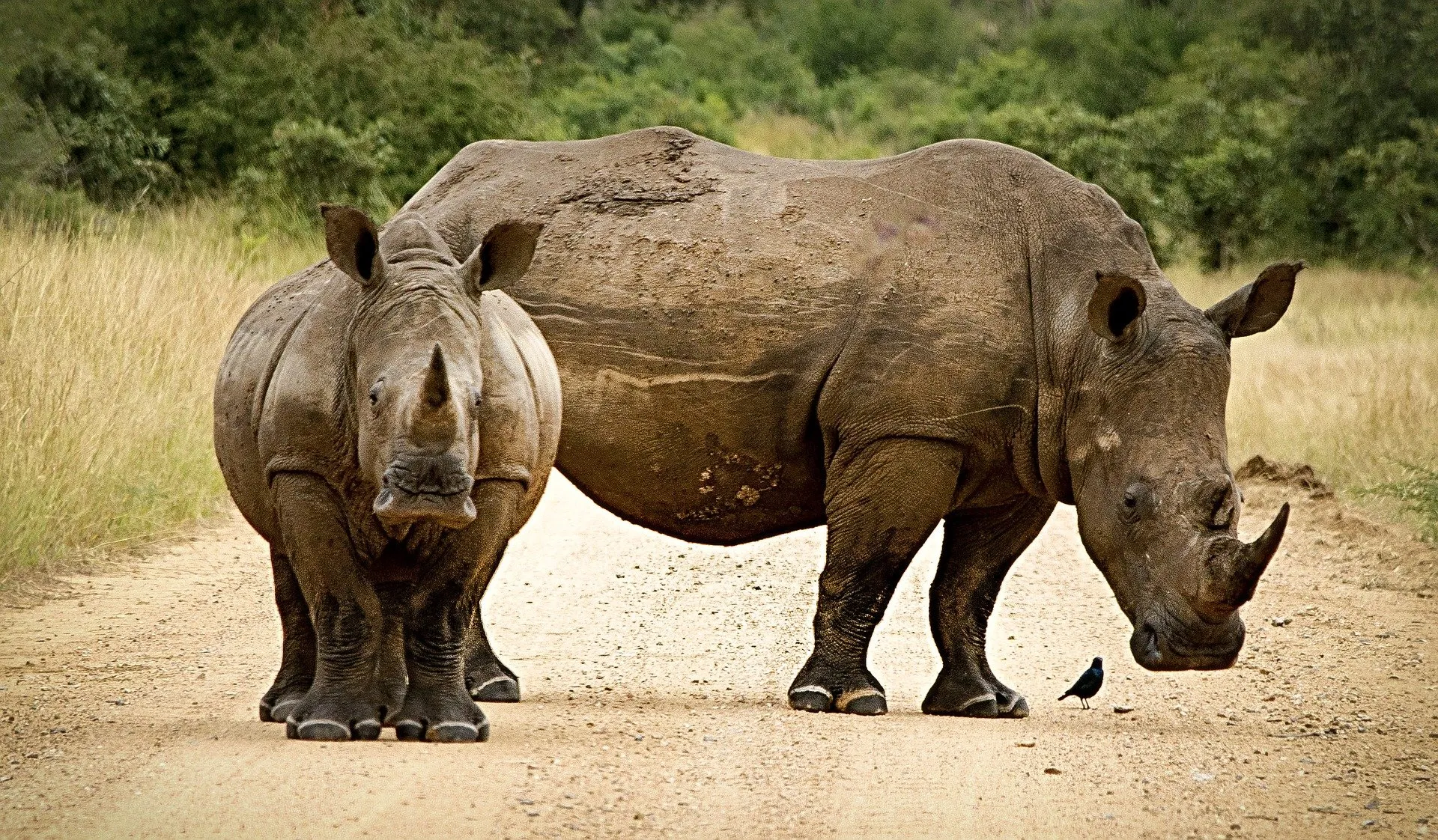 rhinoceros 2814765 1920