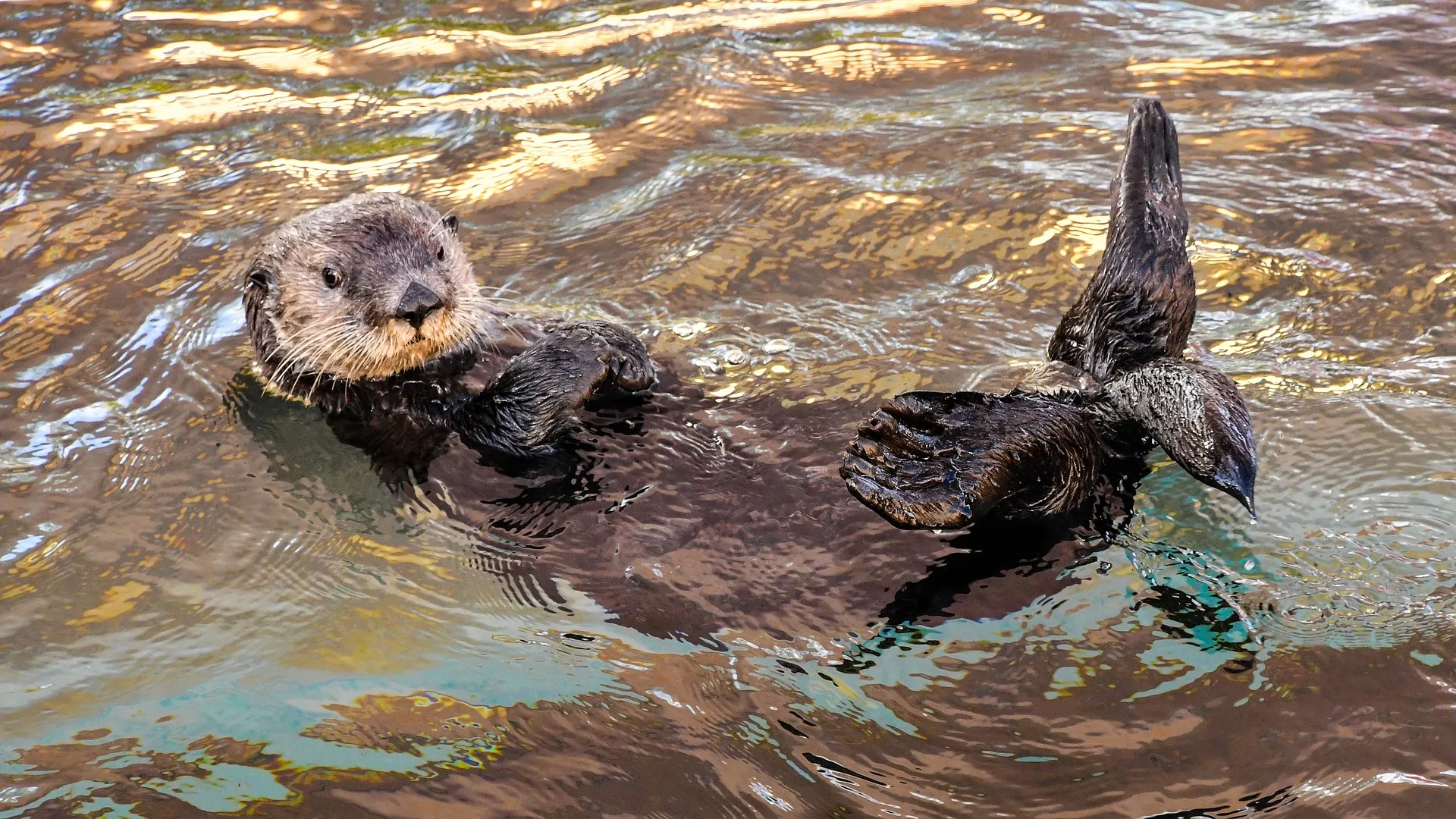 sea otter 3194453 1920