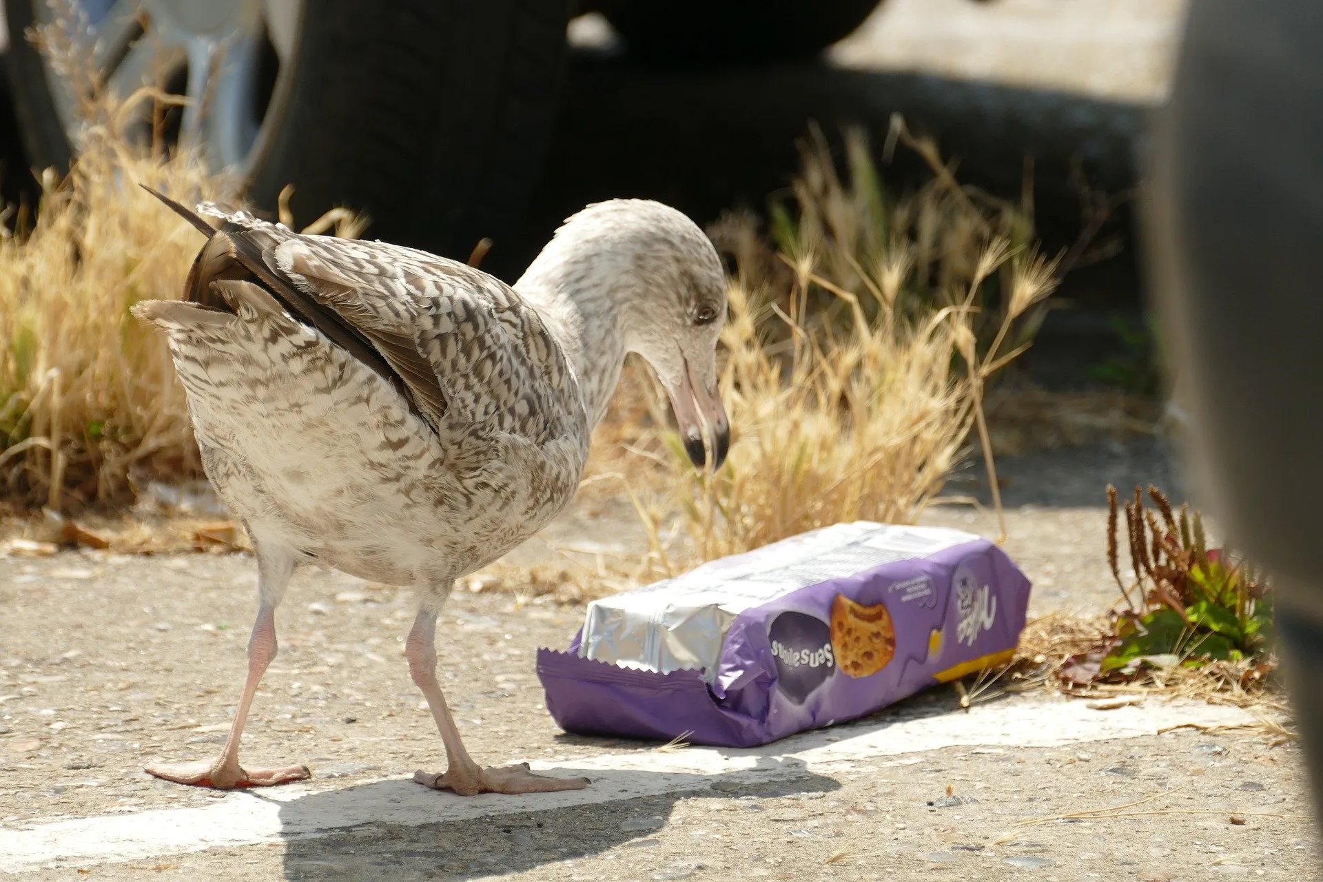 meeuw zwerfafval klimaat natuur