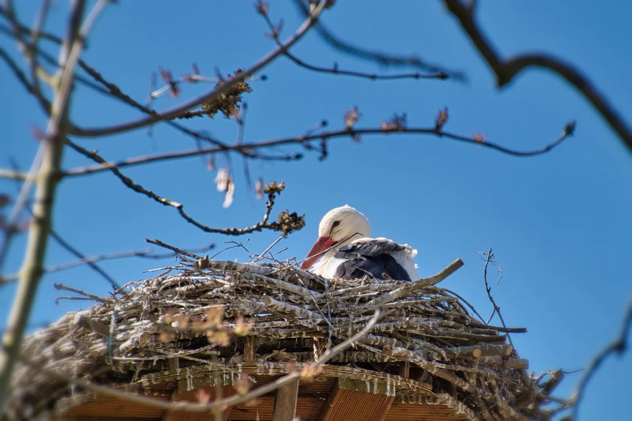 stork 7029266 1280