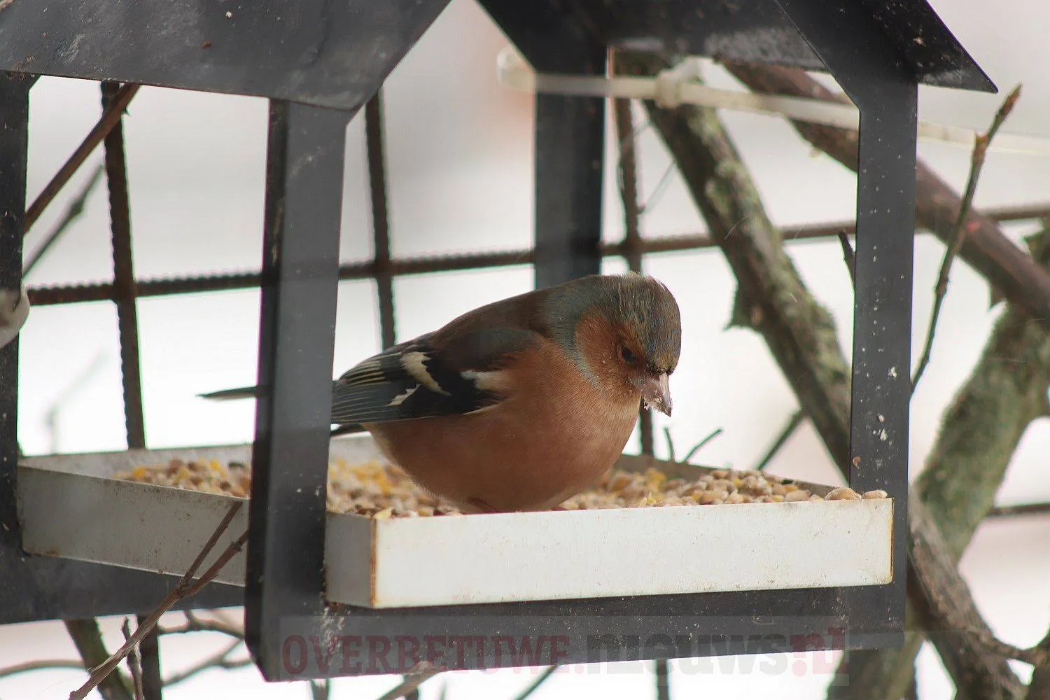 vogel sneeuw winter