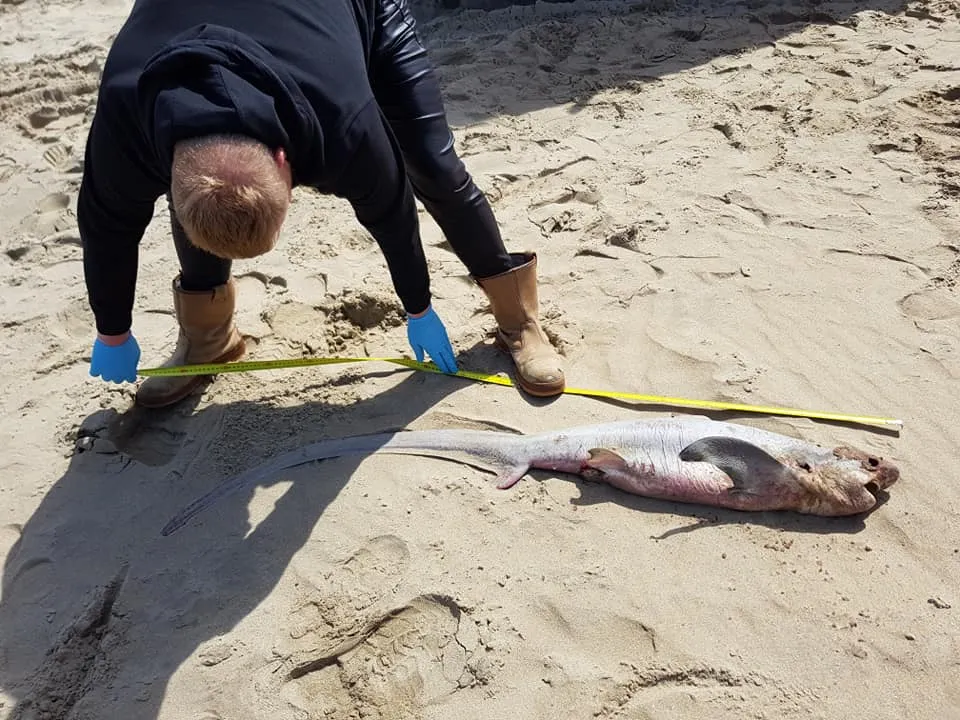 voshaai gevonden ouddorp strand