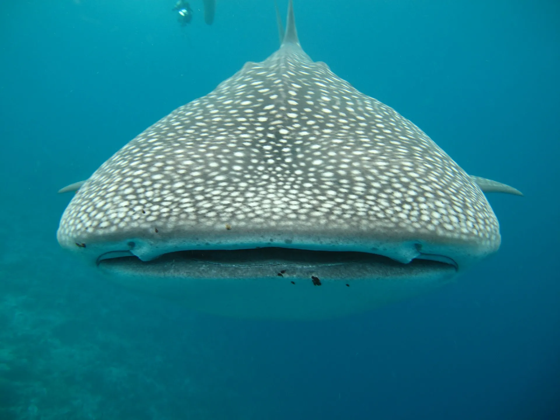 whale shark 363623 1920