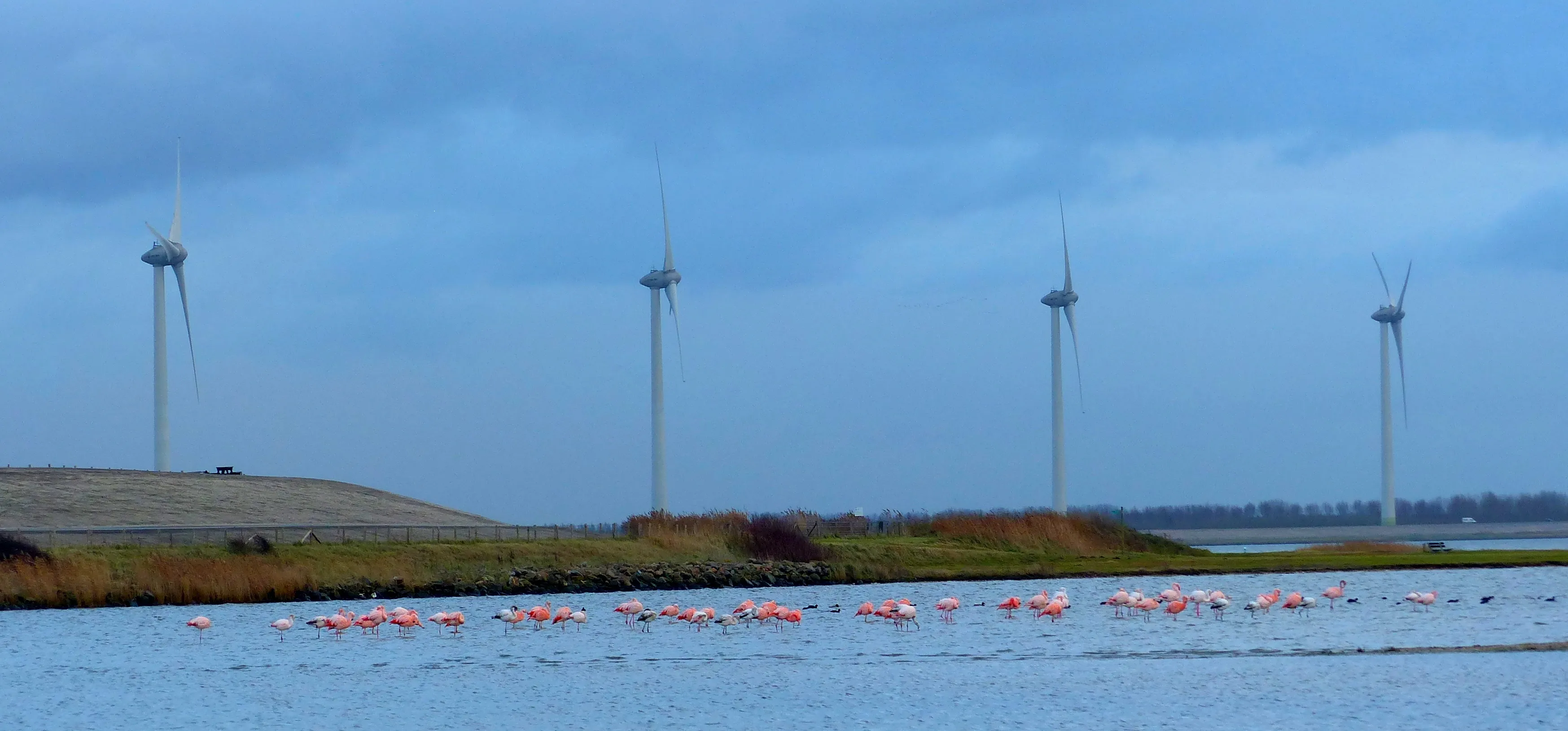 windpark battenoert flamingos