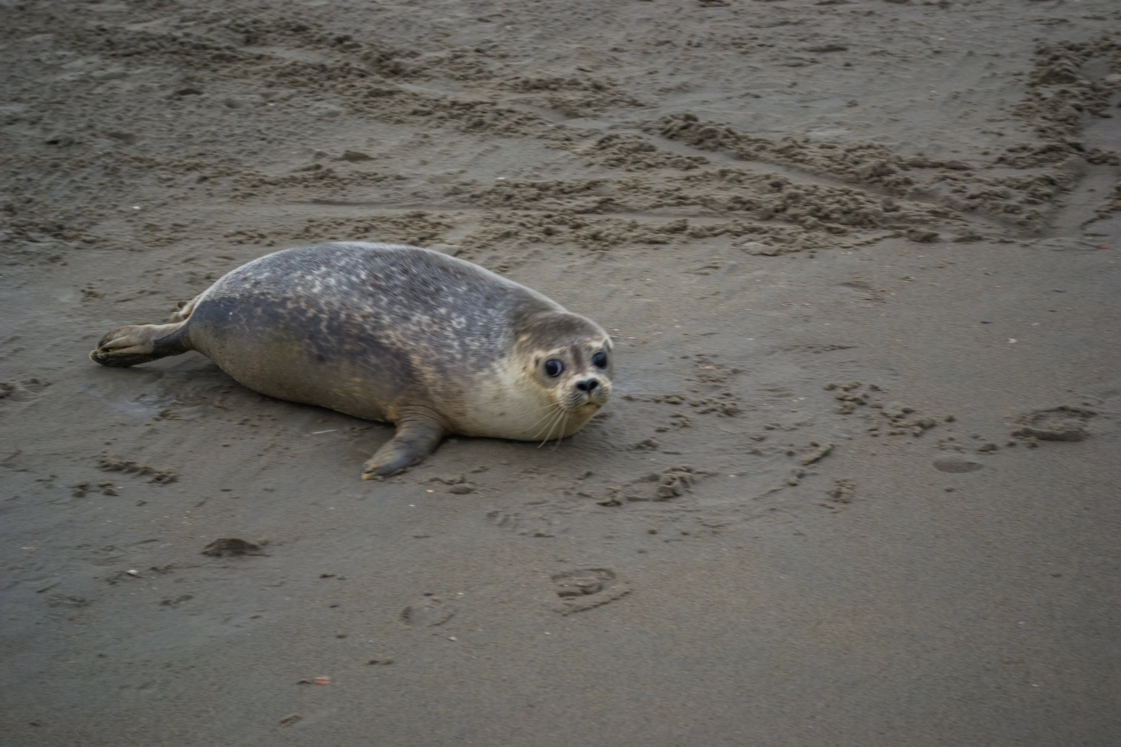 zeehondje