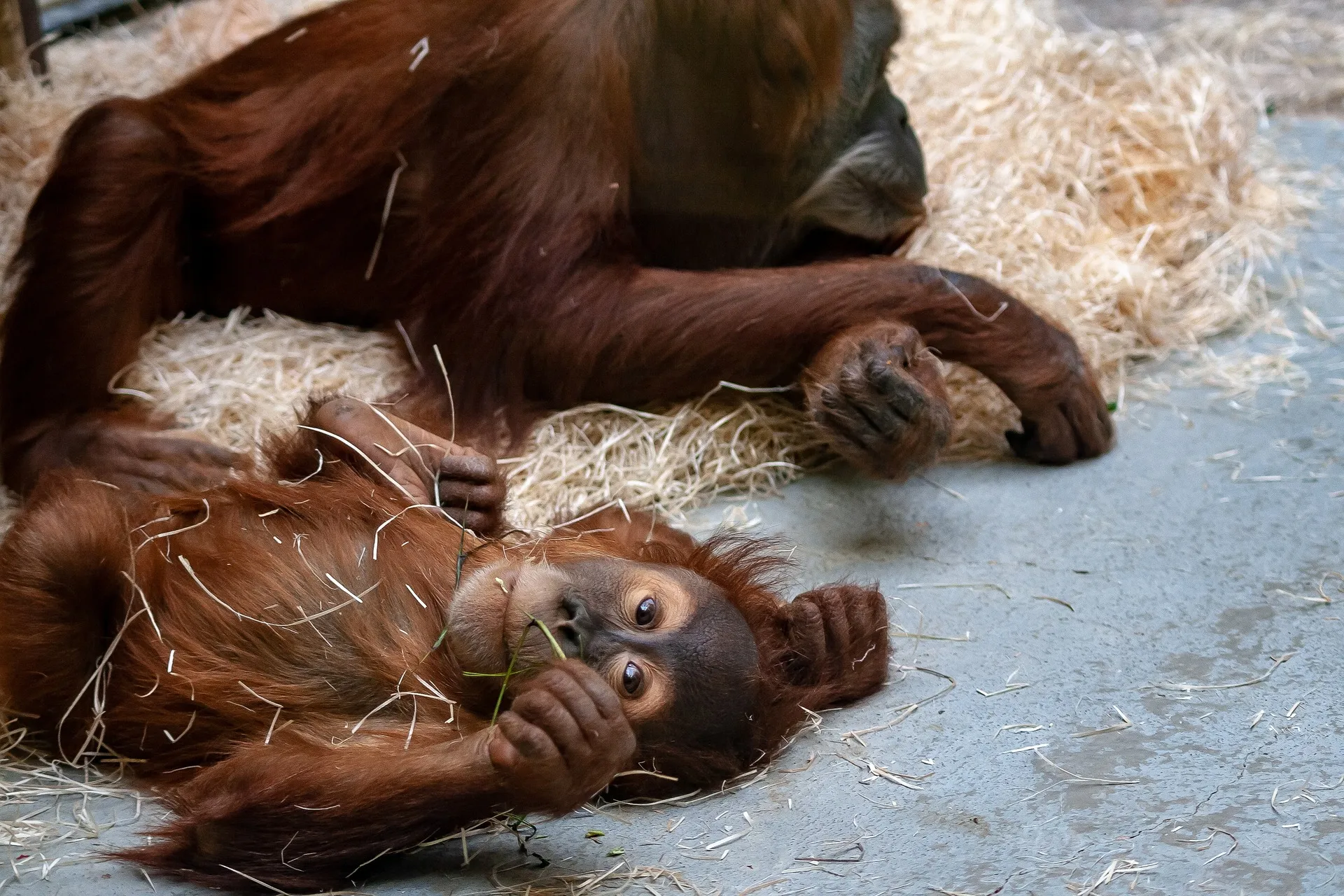 zoo 4164889 1920